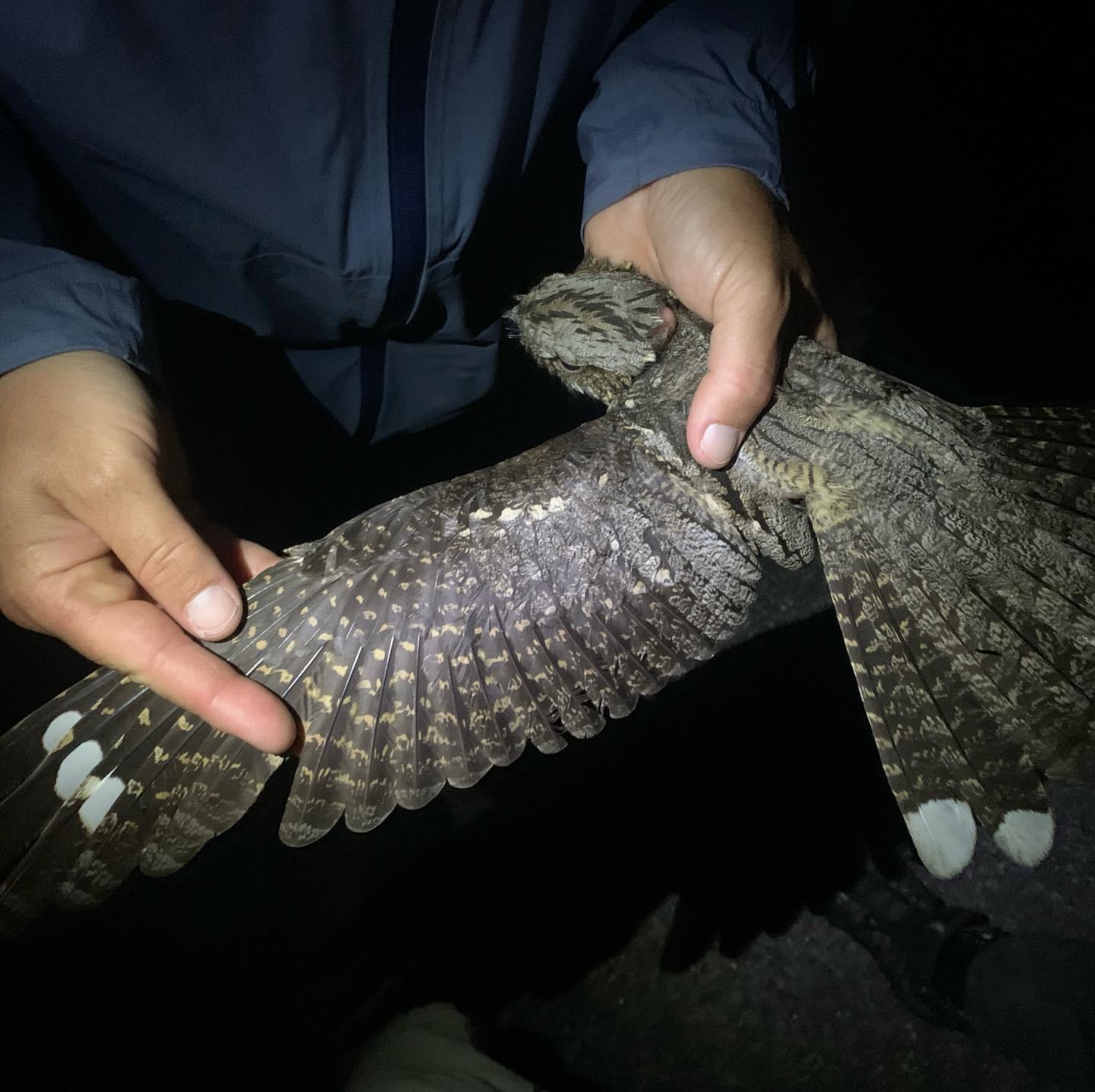 nightjar2