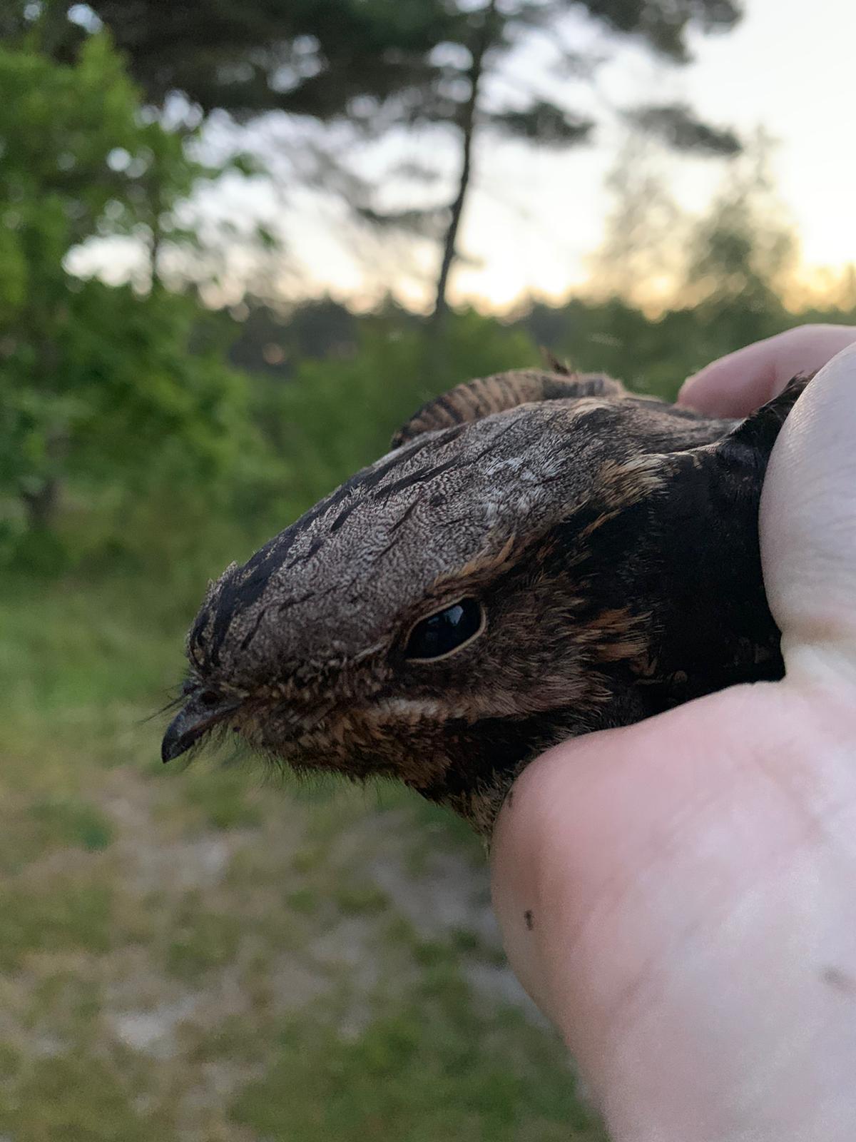 nightjar_female_head.jpeg