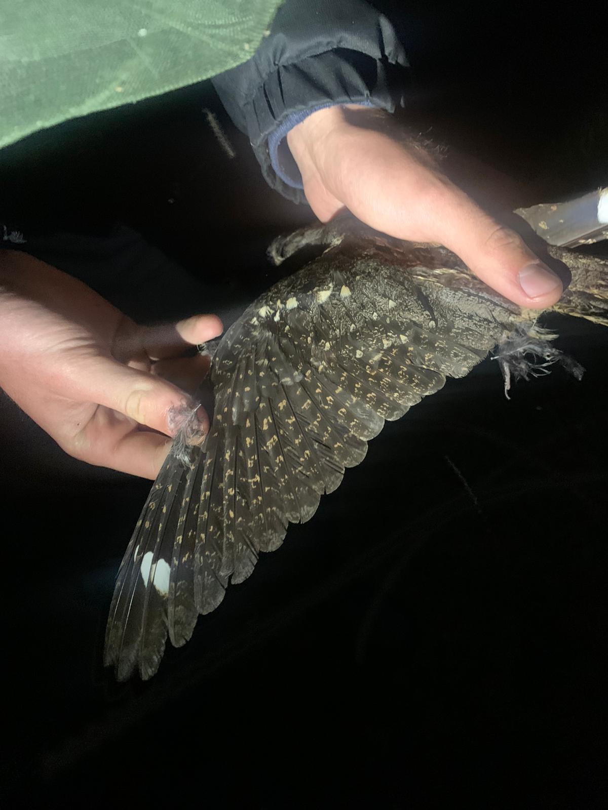 nightjar_male_wing.jpeg