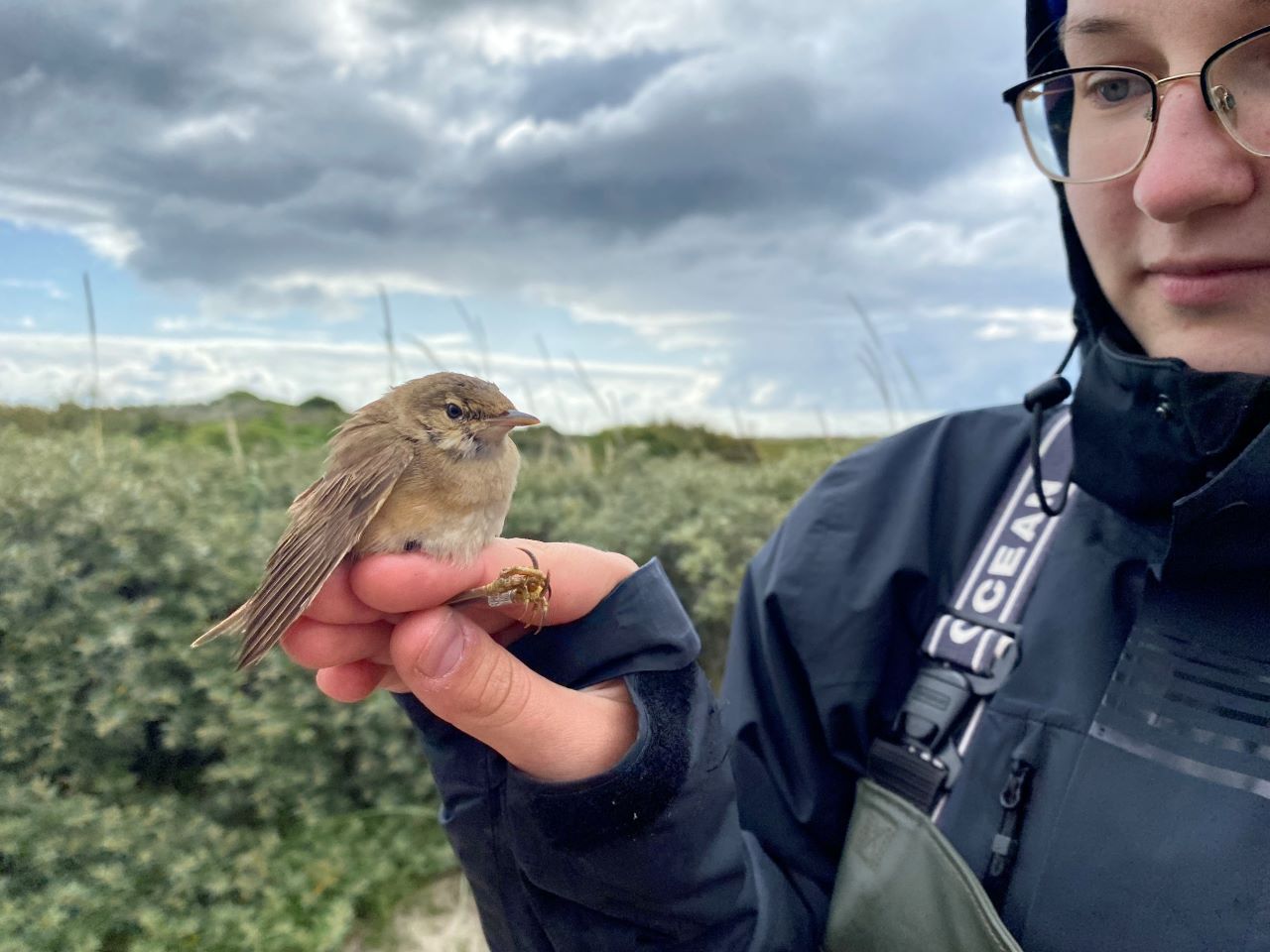 norway reed warbler