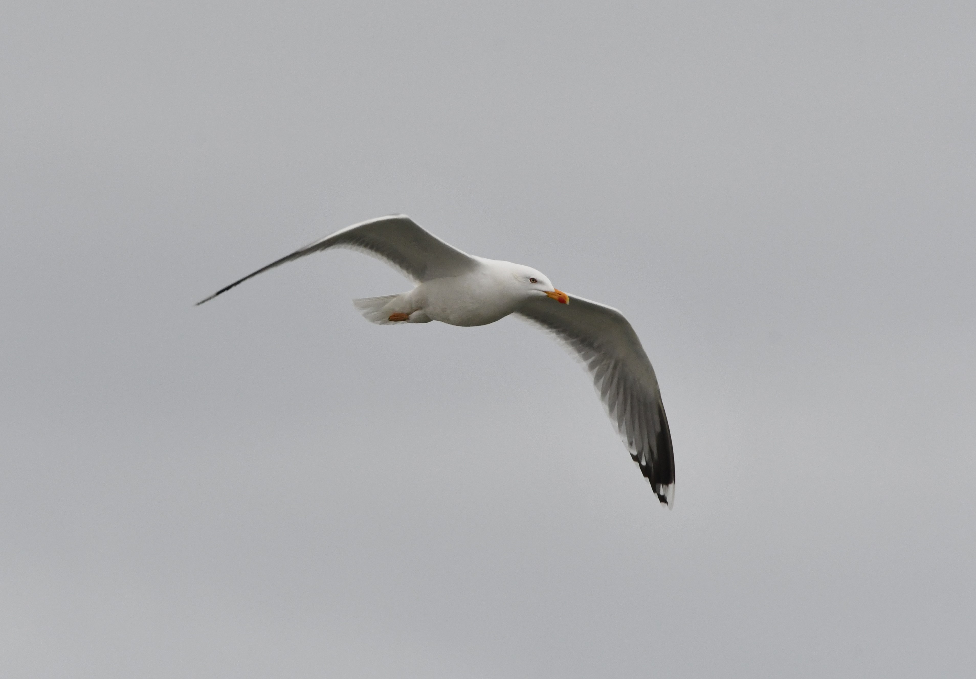 omissus herring gull crop