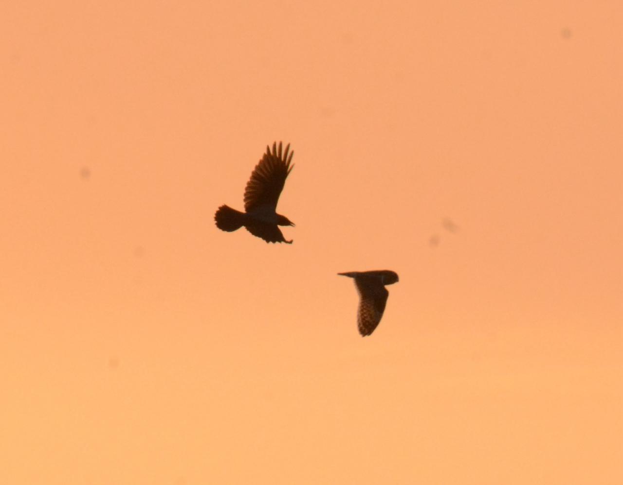 owl_20261014.jpg
