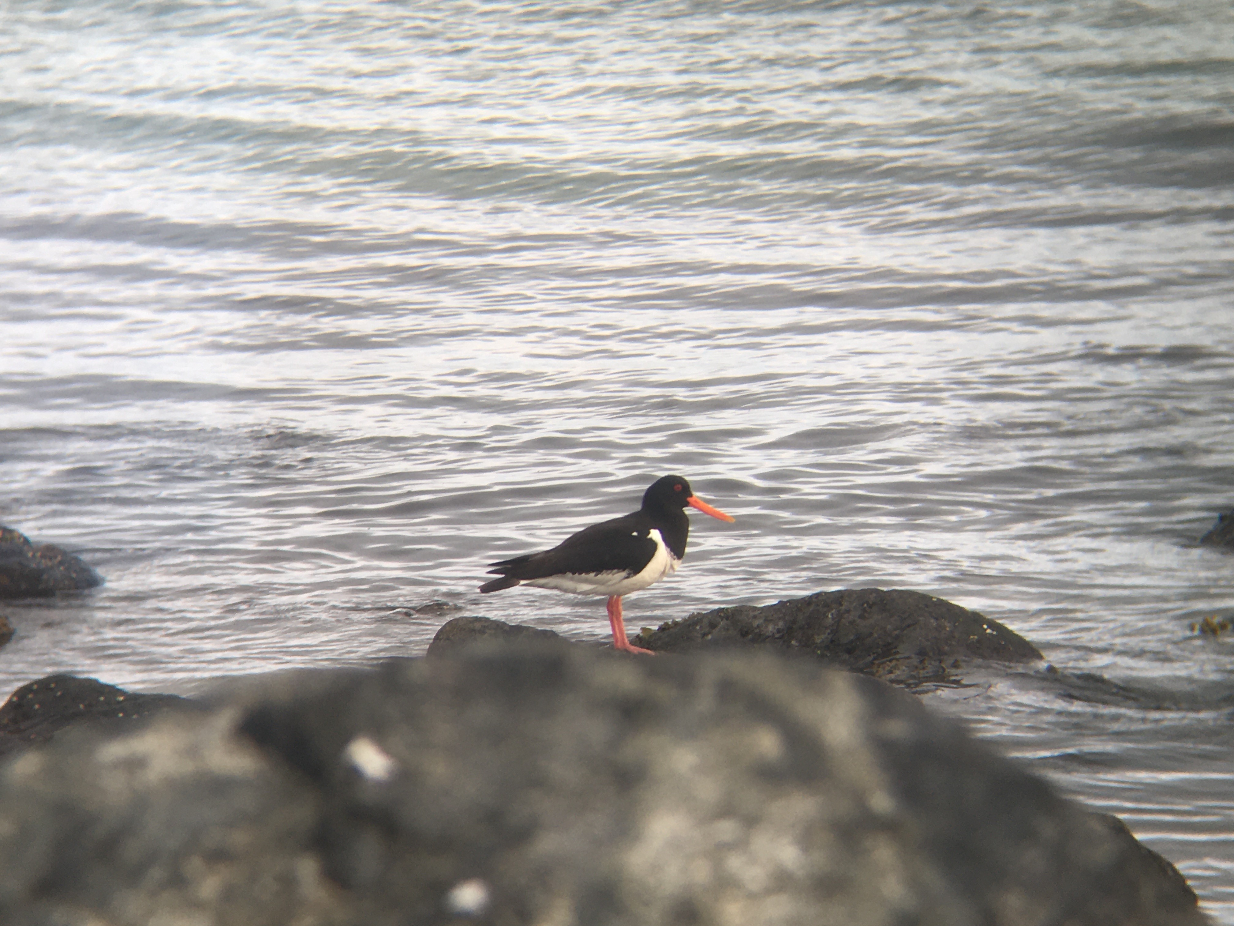 oyster_catcher.jpg