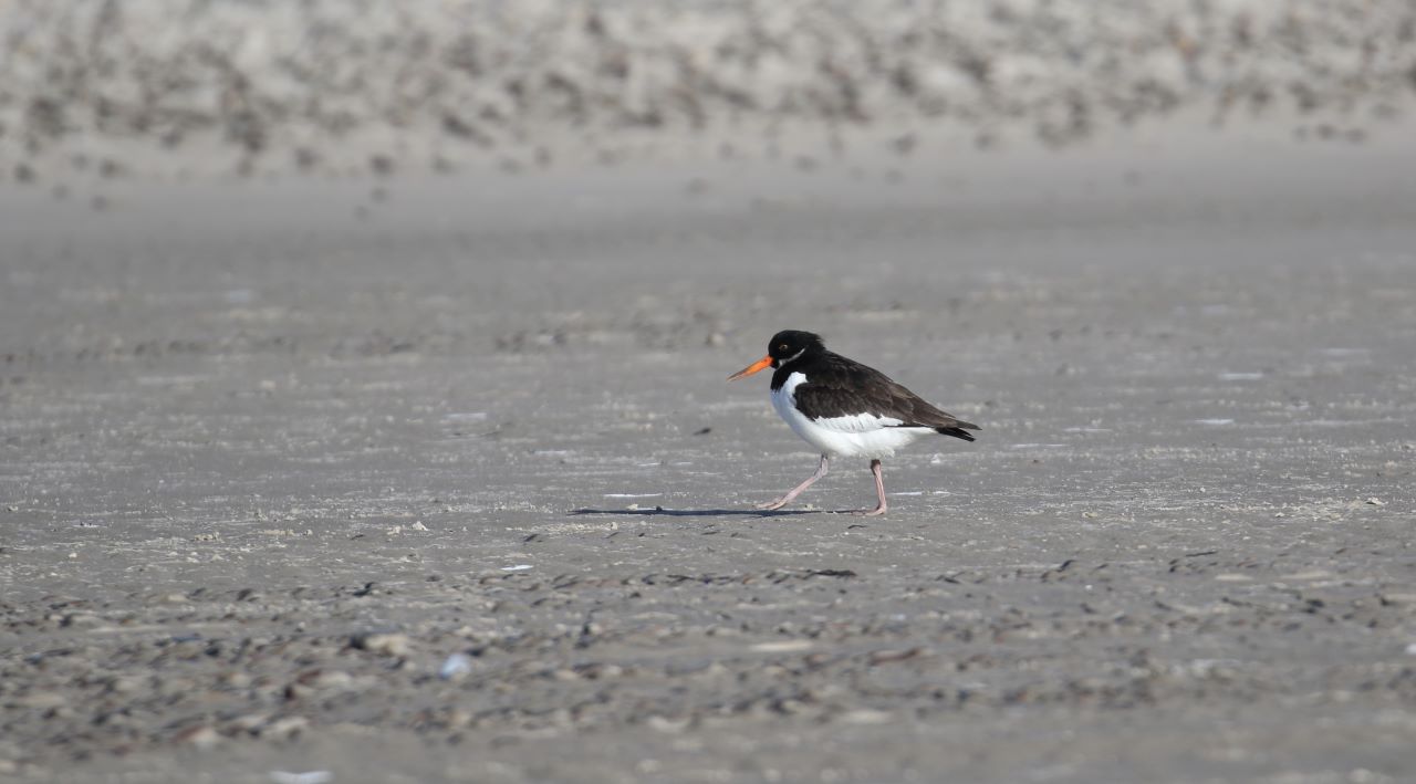 oystercatcher_res_blog.jpg