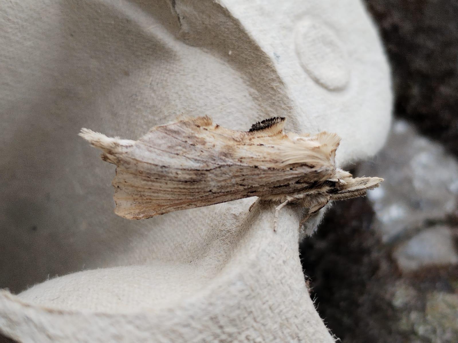 pale_prominent.jpg
