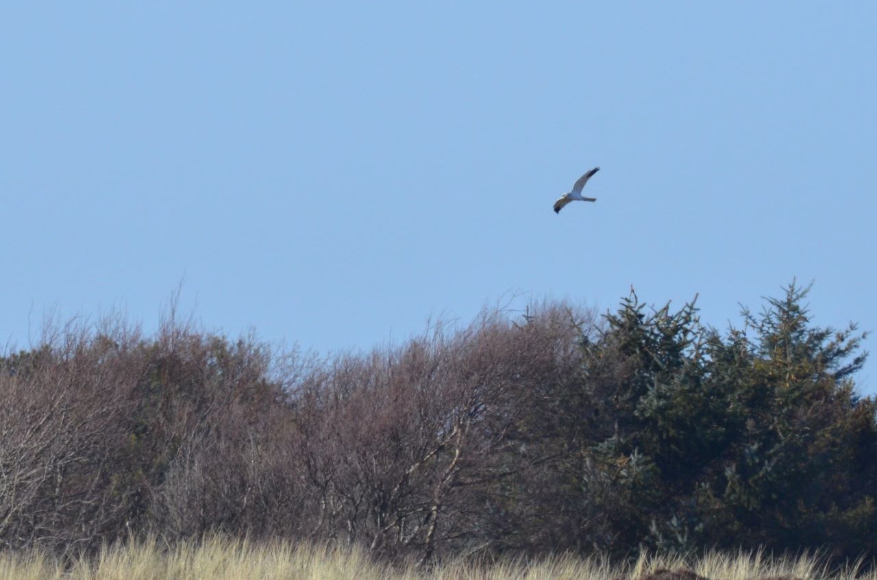 pallidharrierbisbis