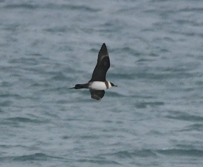 parasitic jaeger crop
