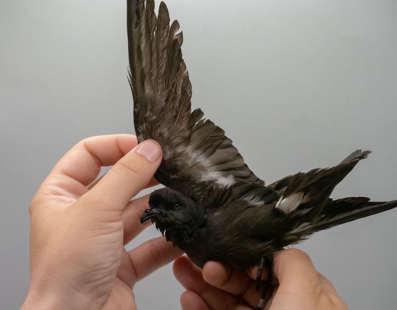 petrel2