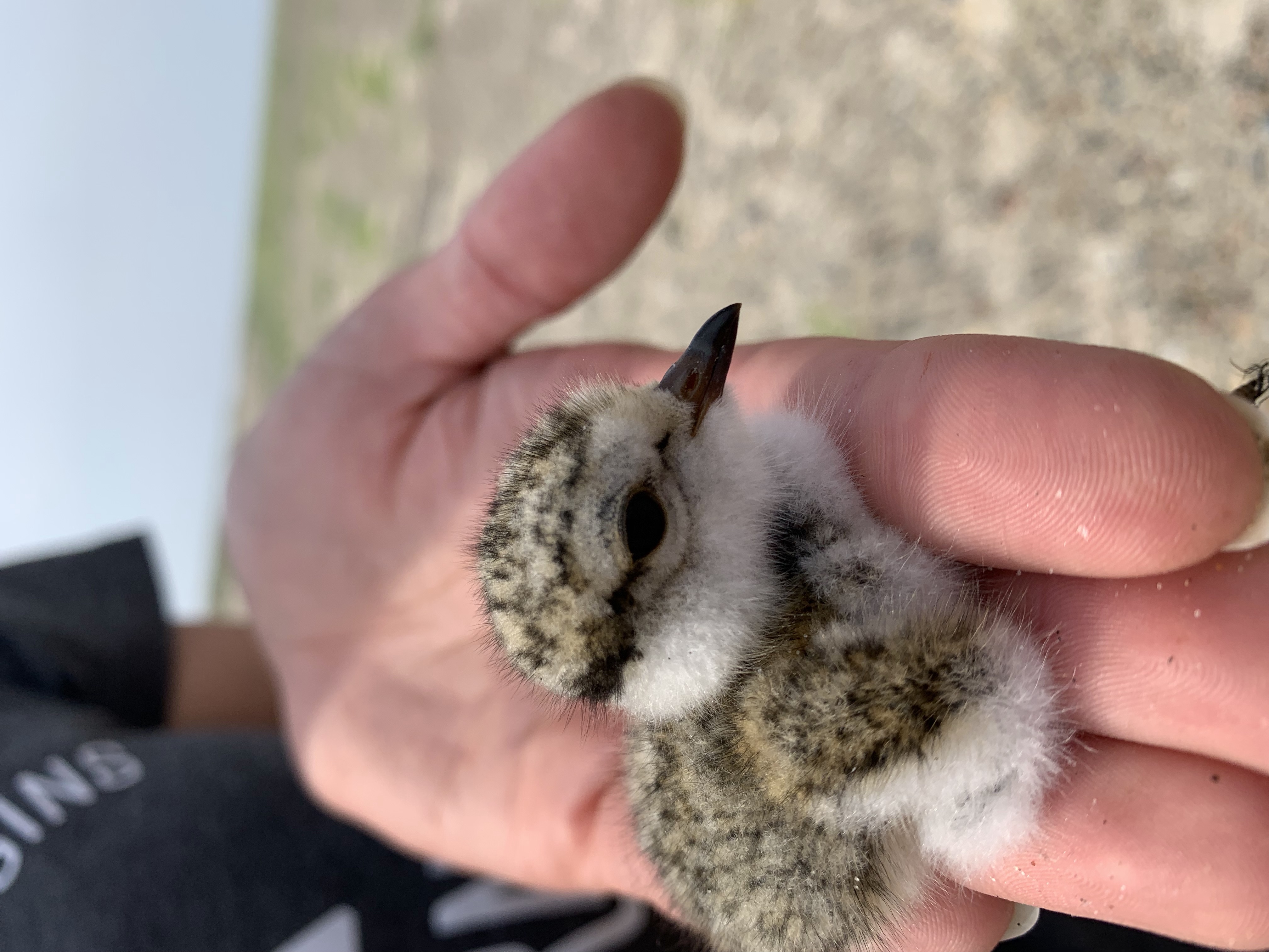 plover_chick.jpg