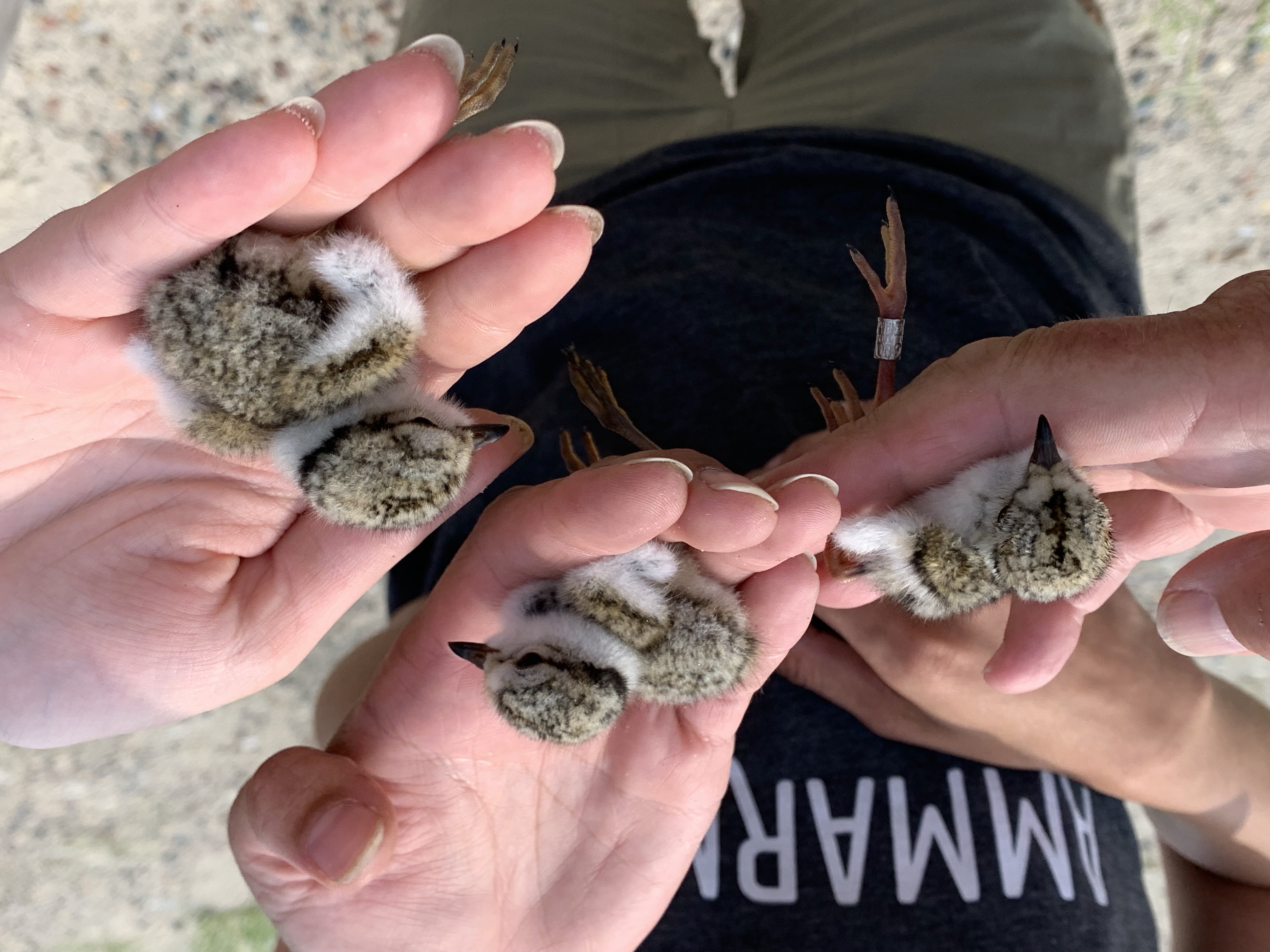 plover_chicks.jpg