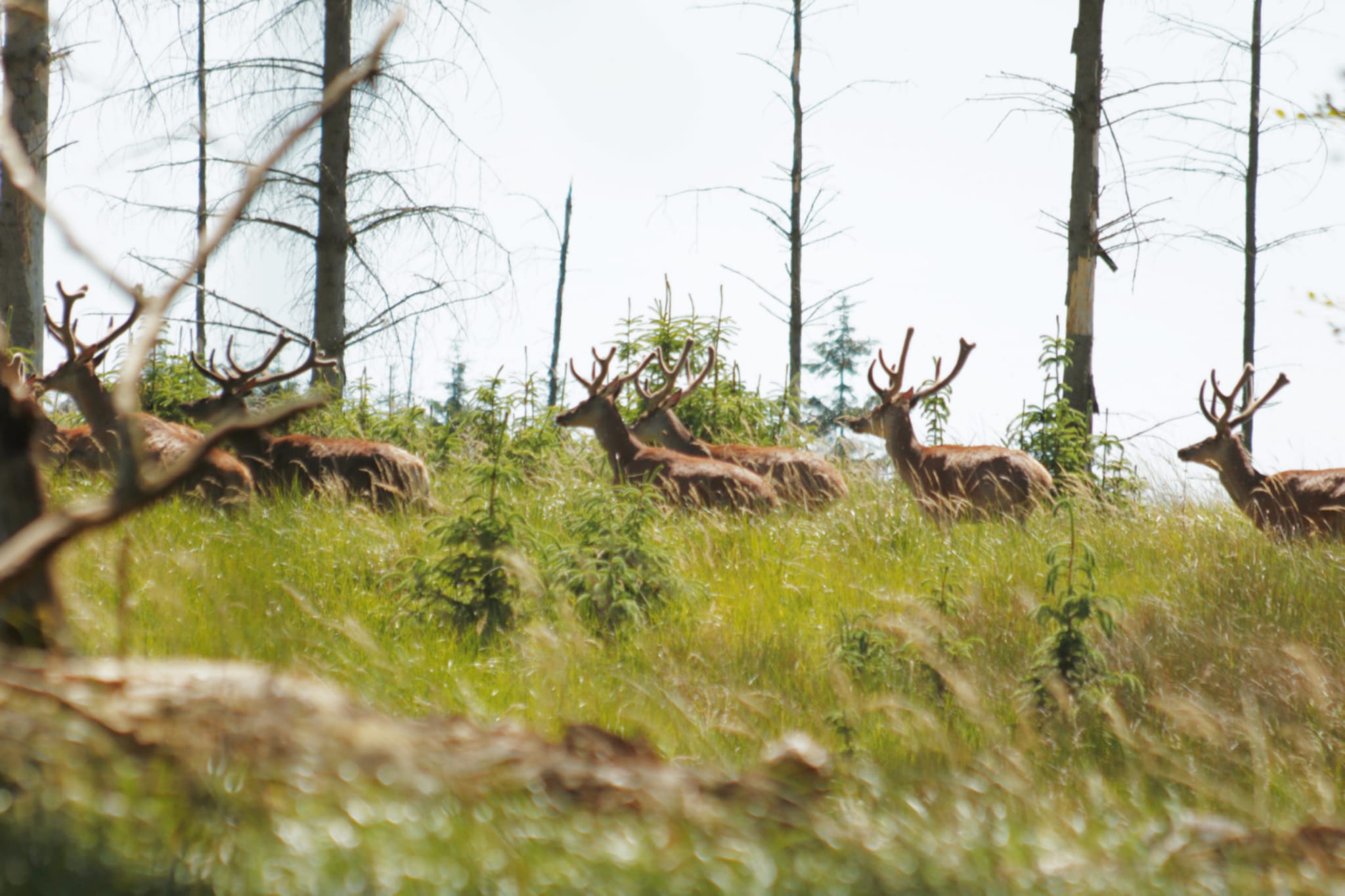 red deer