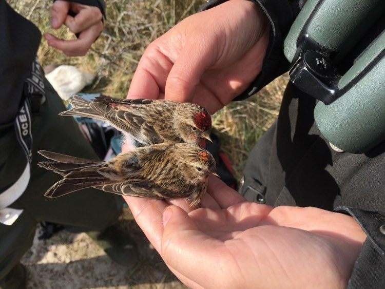 redpoll