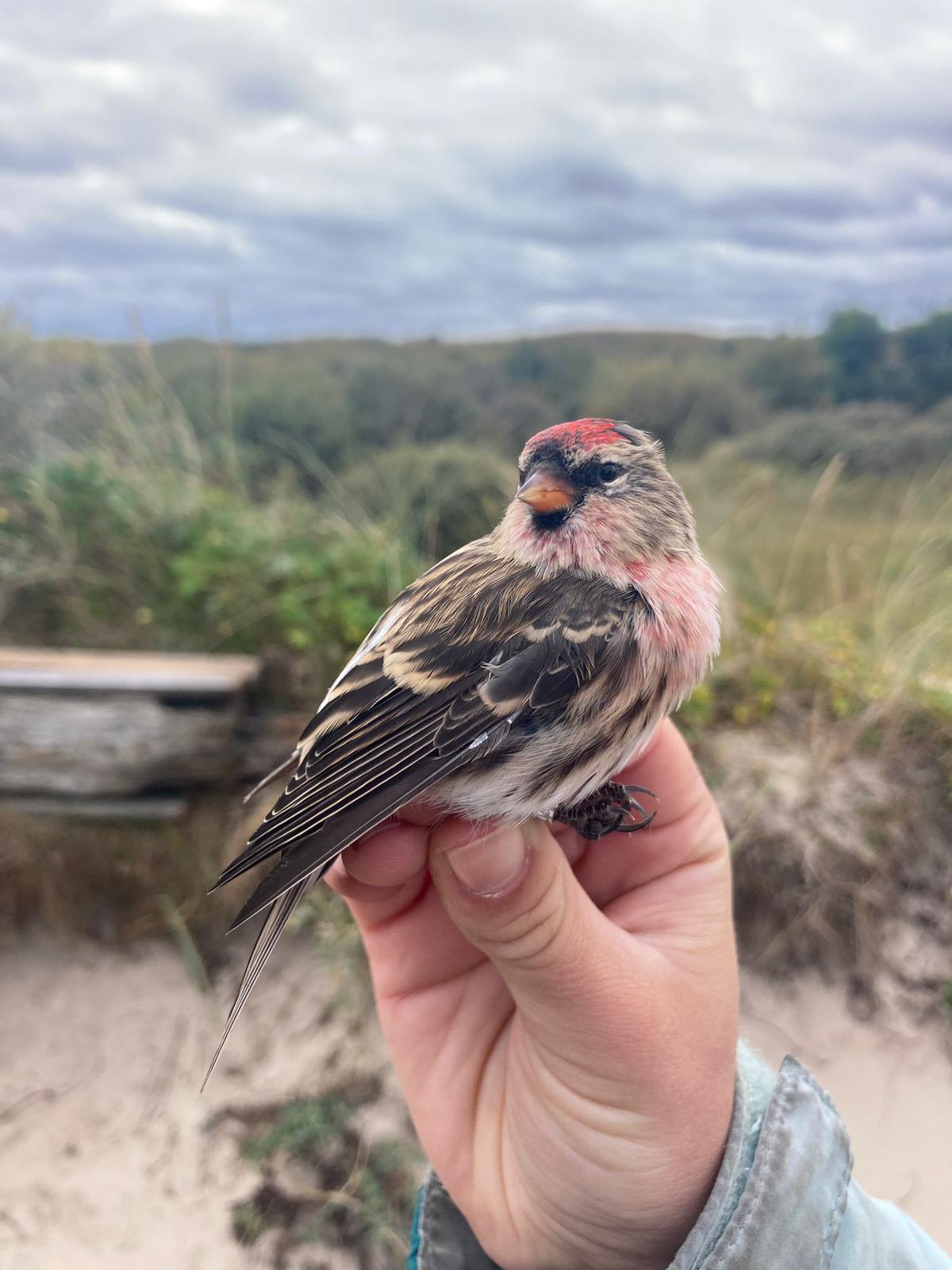 redpoll1_29.09.jpg