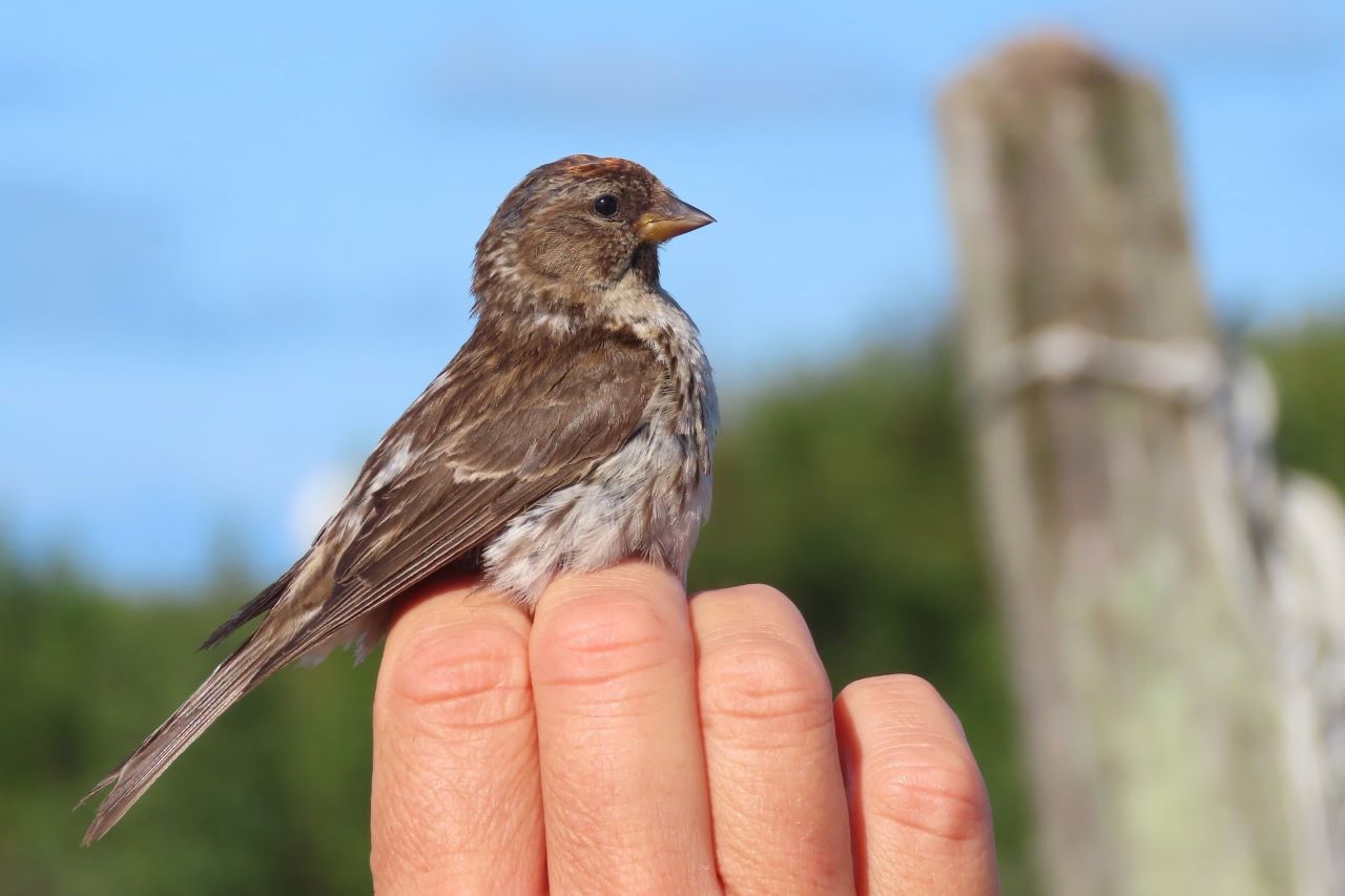 redpoll2