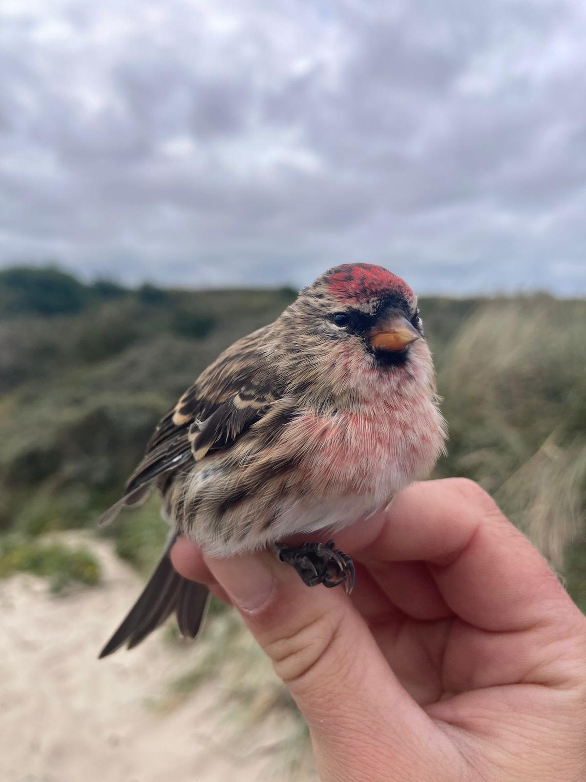 redpoll_2_29.09.jpg