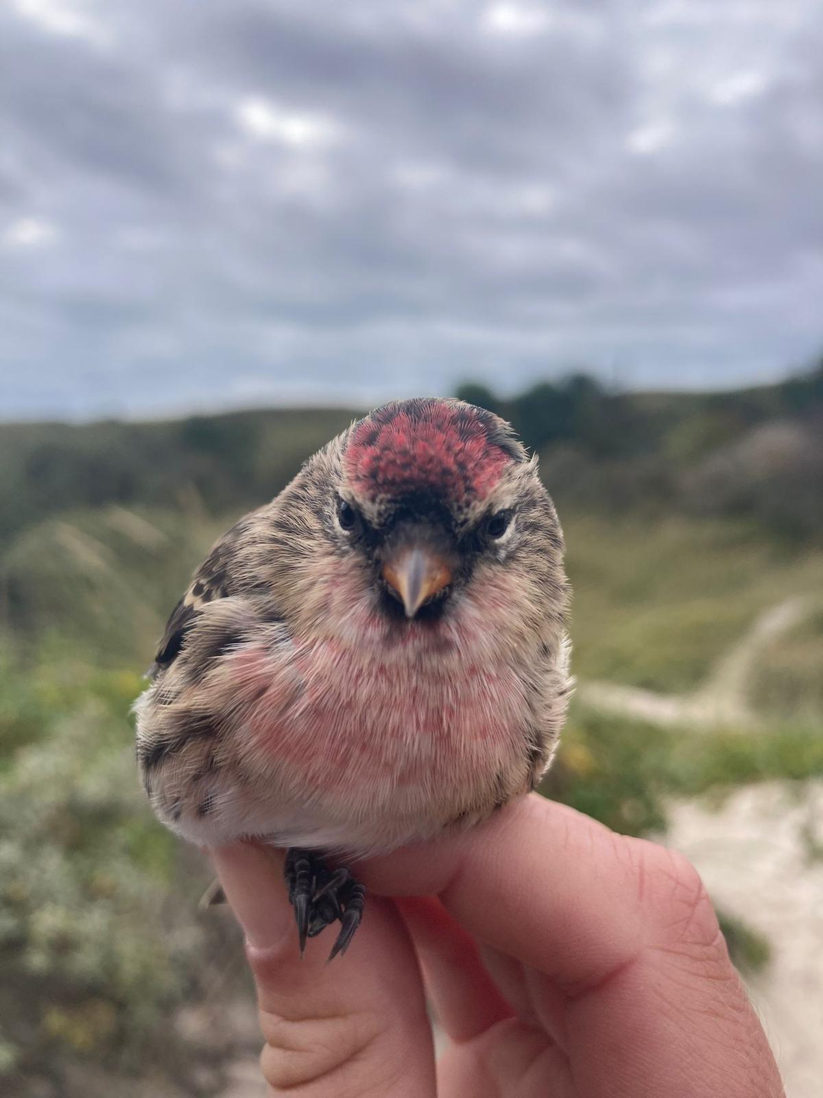 redpoll_3_29.09.jpg