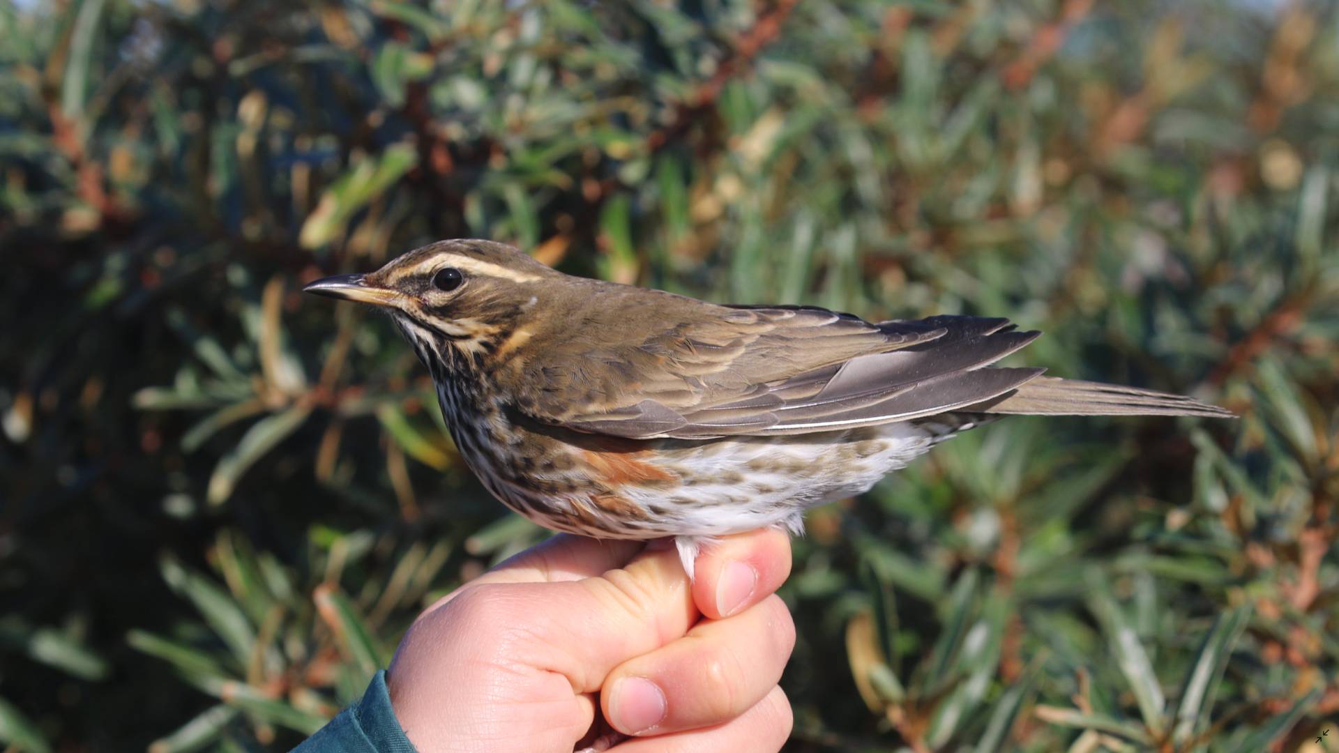 redwing