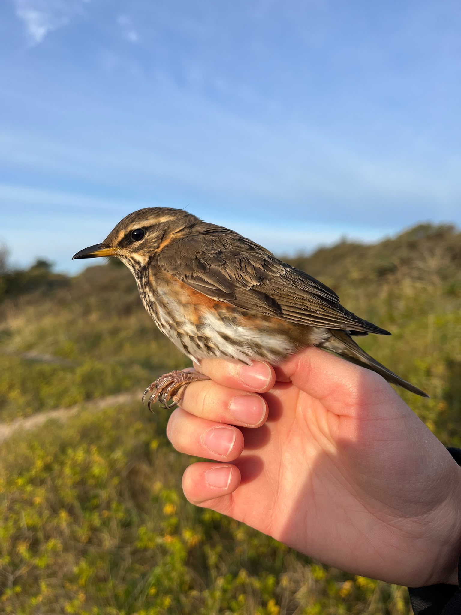 redwing_20261009.jpg