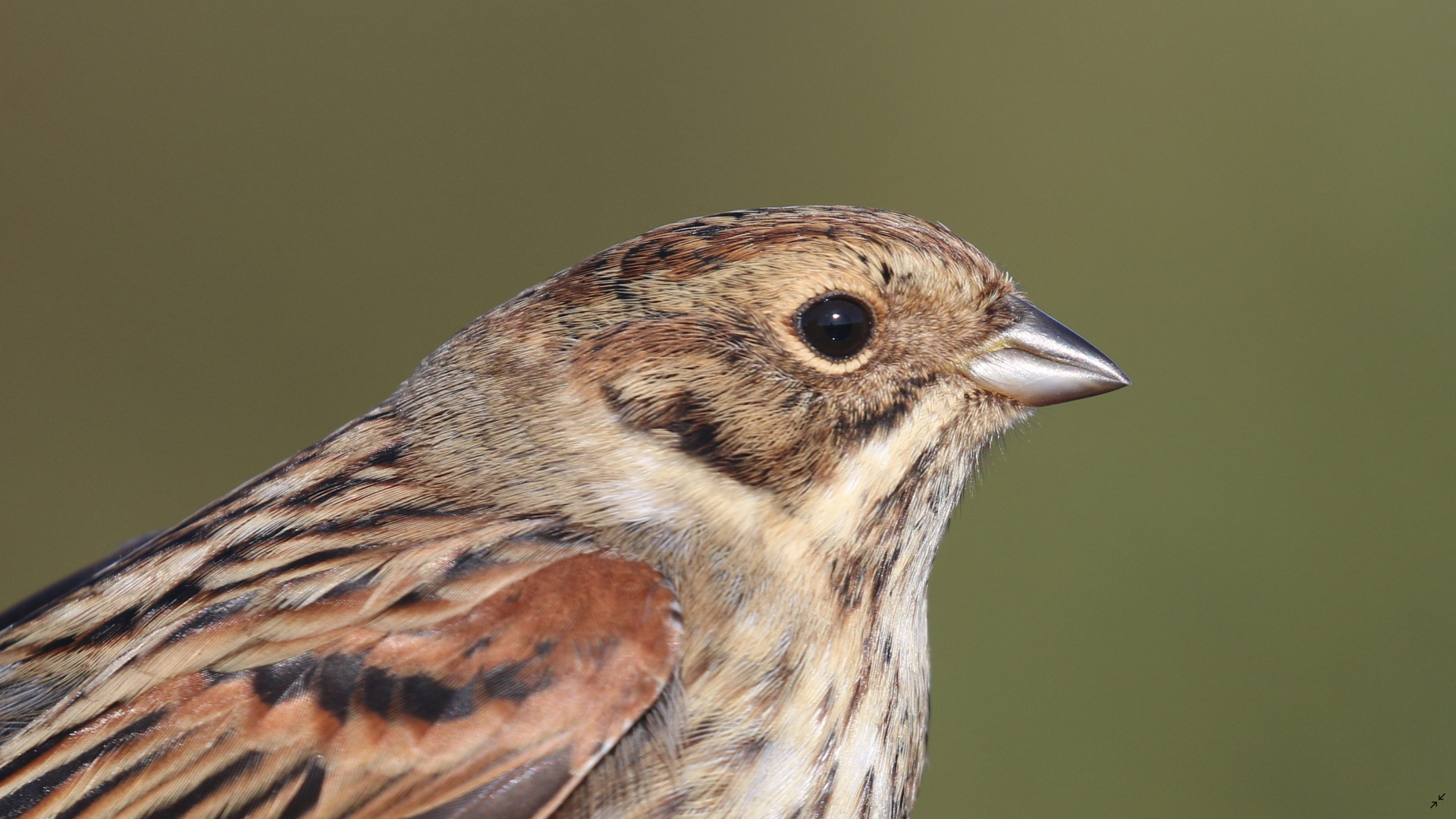 reed bunting