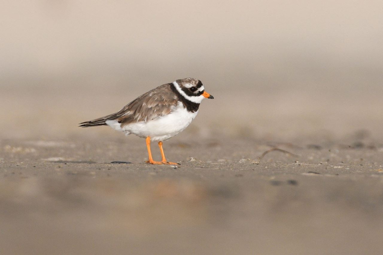 ringedplover simon