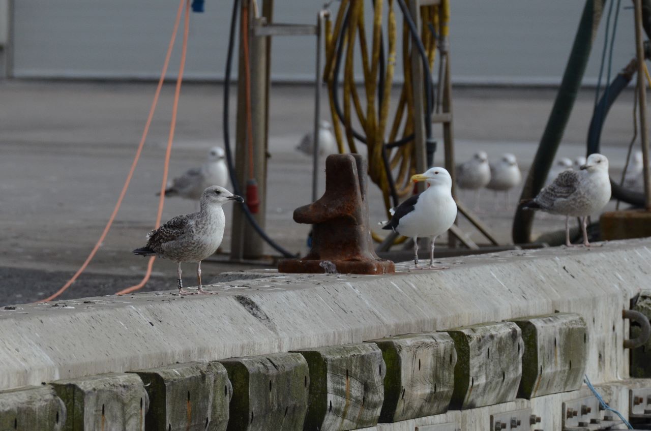 ringgulls