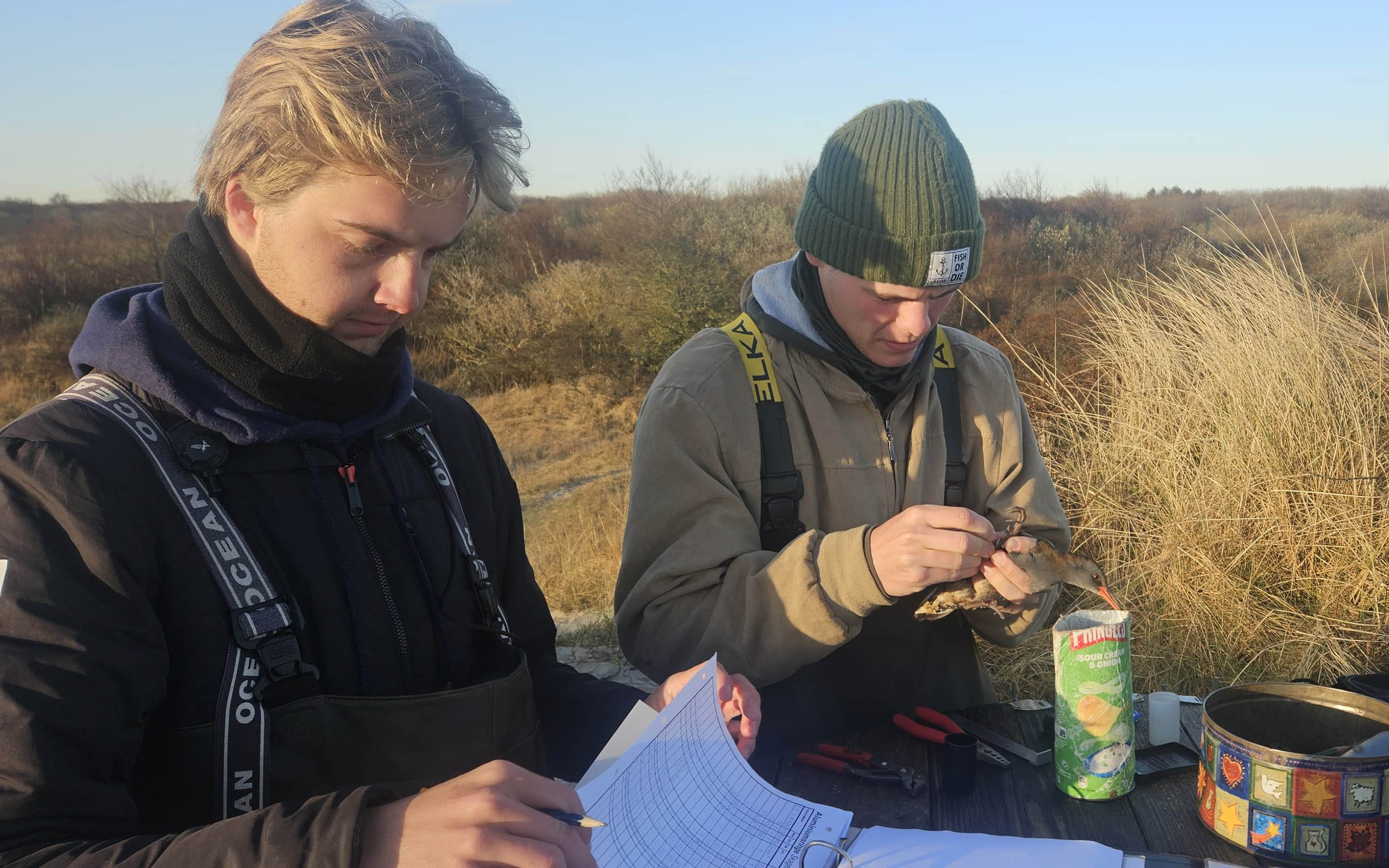 ringmaerkning vandrikse 1 of 1