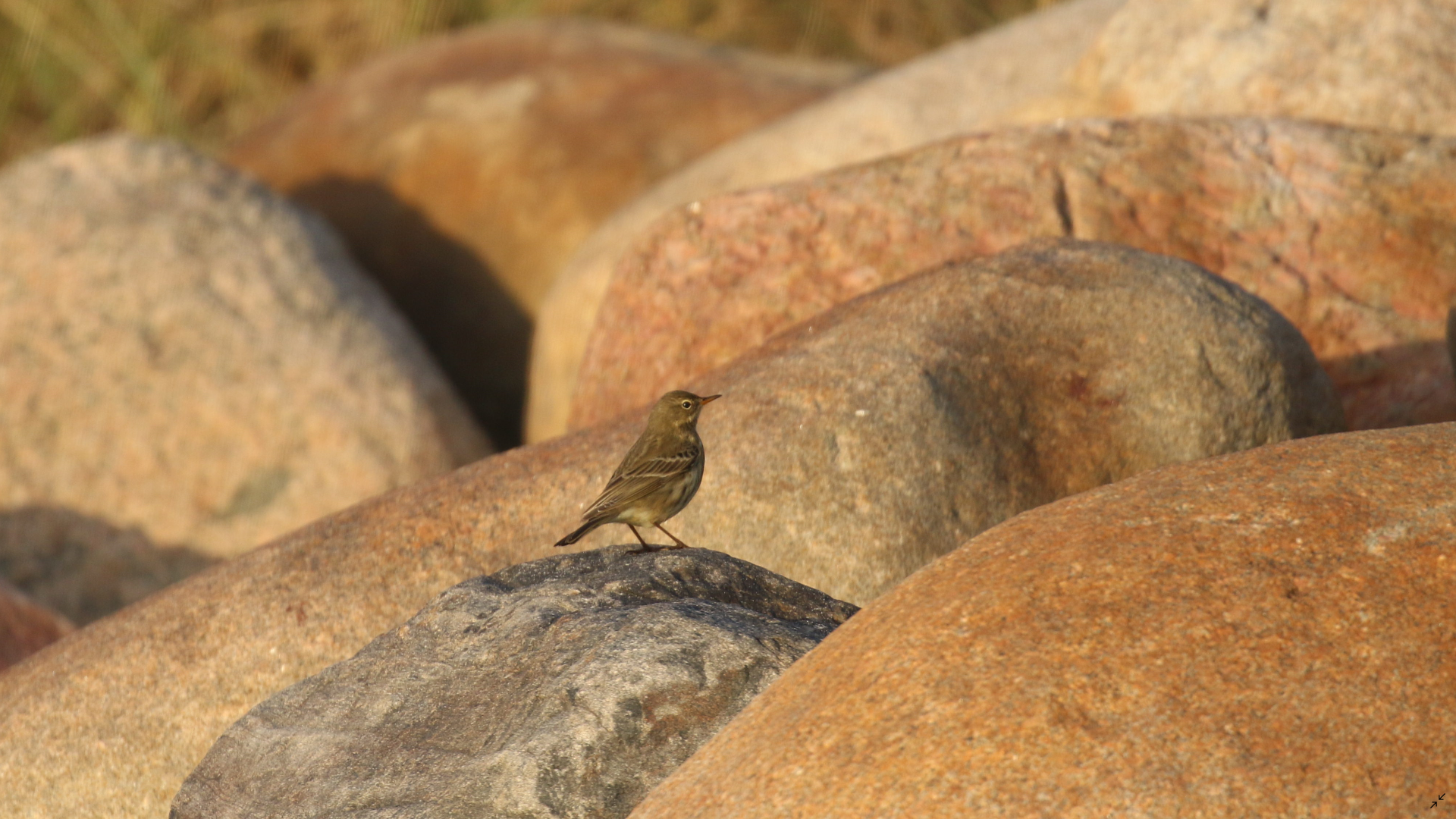 rock pipit