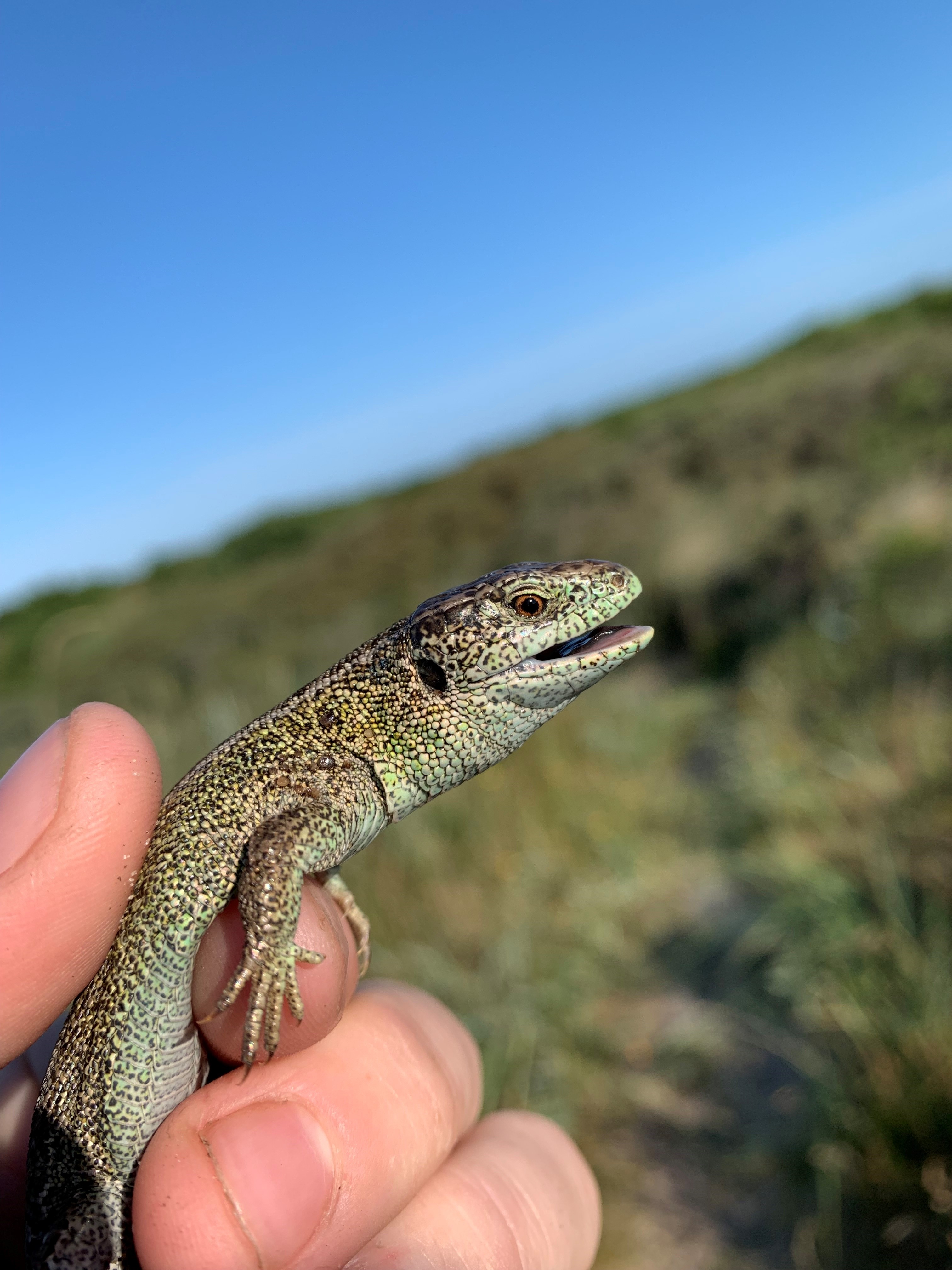 sand_lizard.jpg