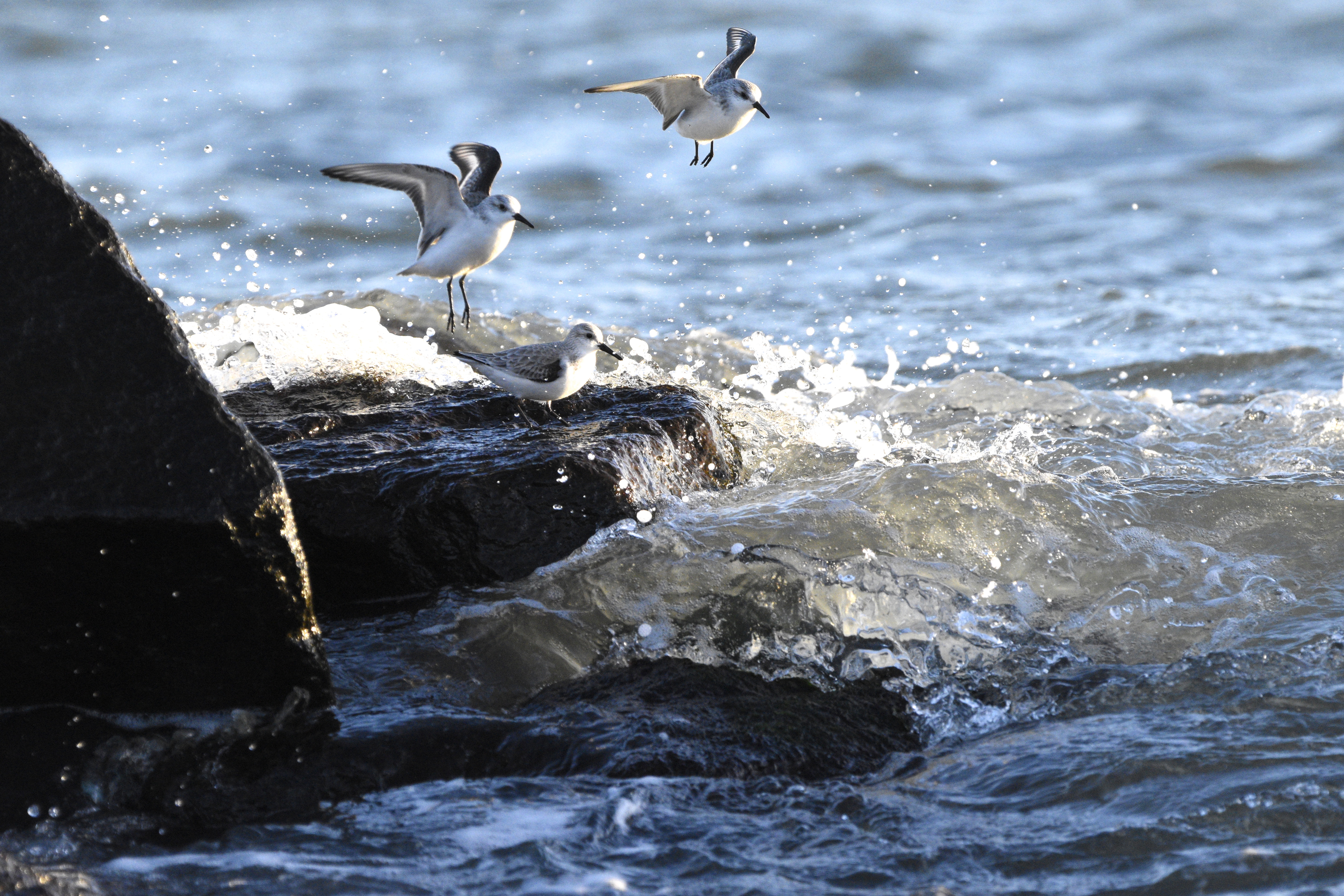 Sanderling