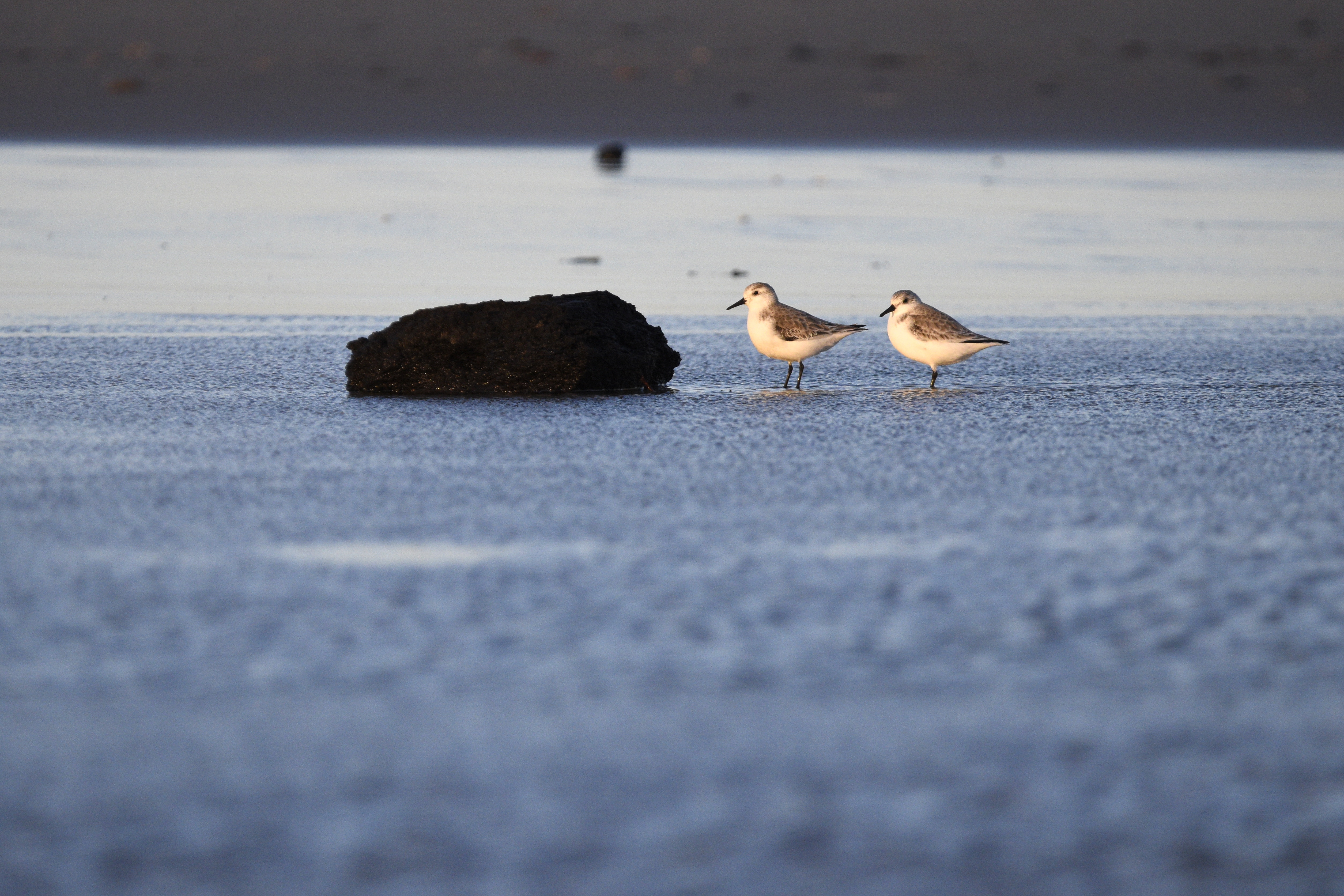 Sanderlings