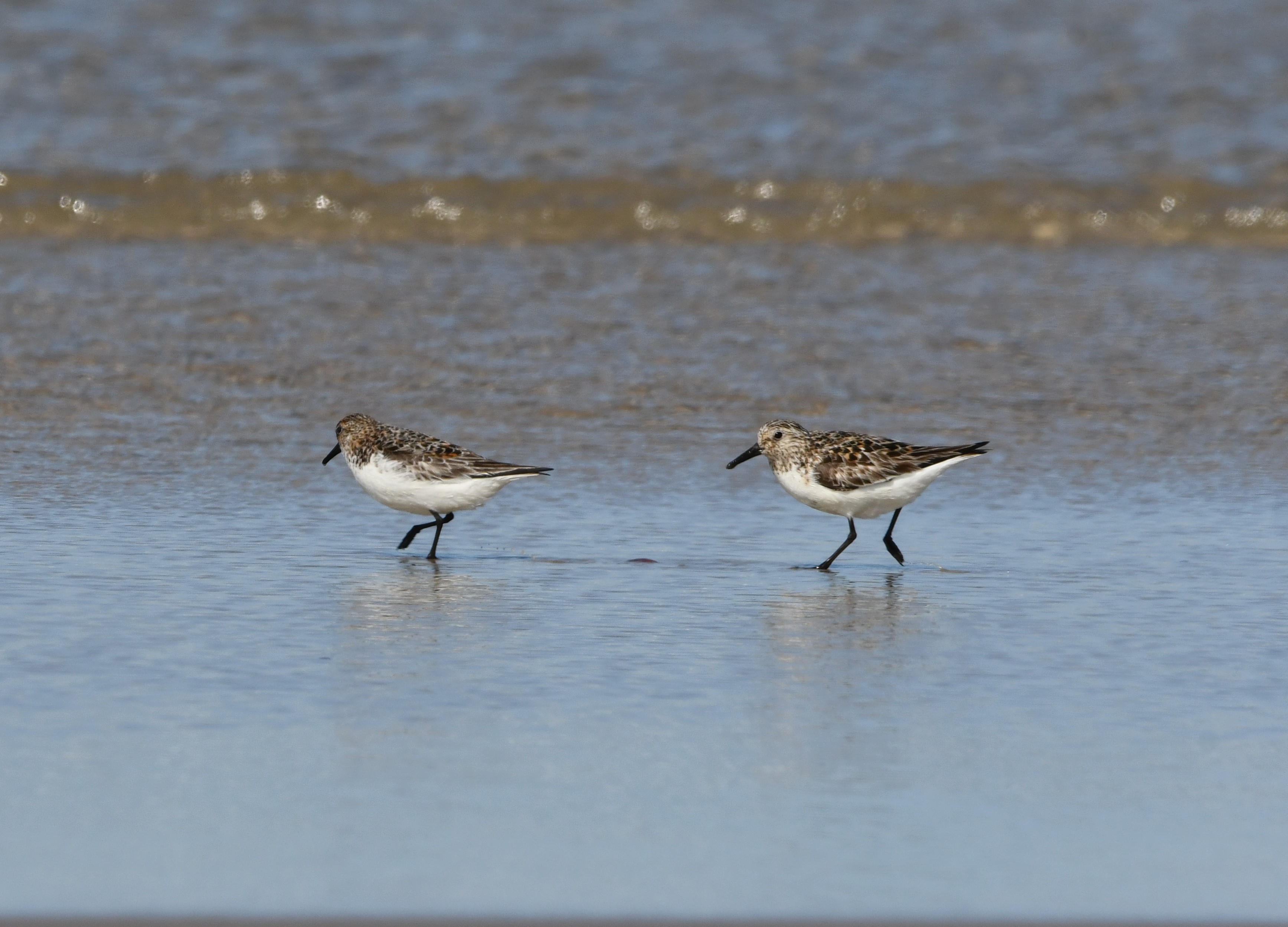sanderling crop