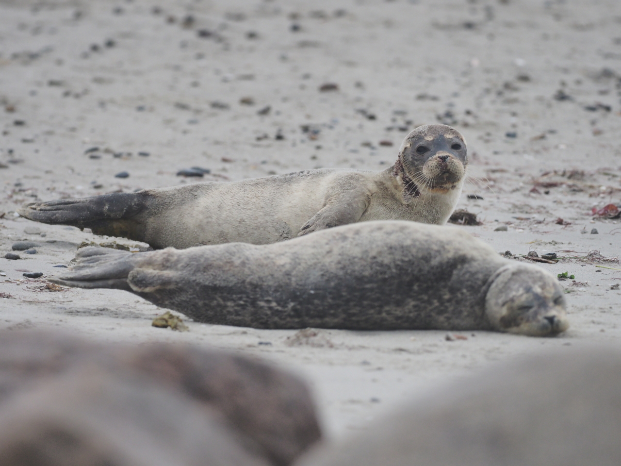 sealpup