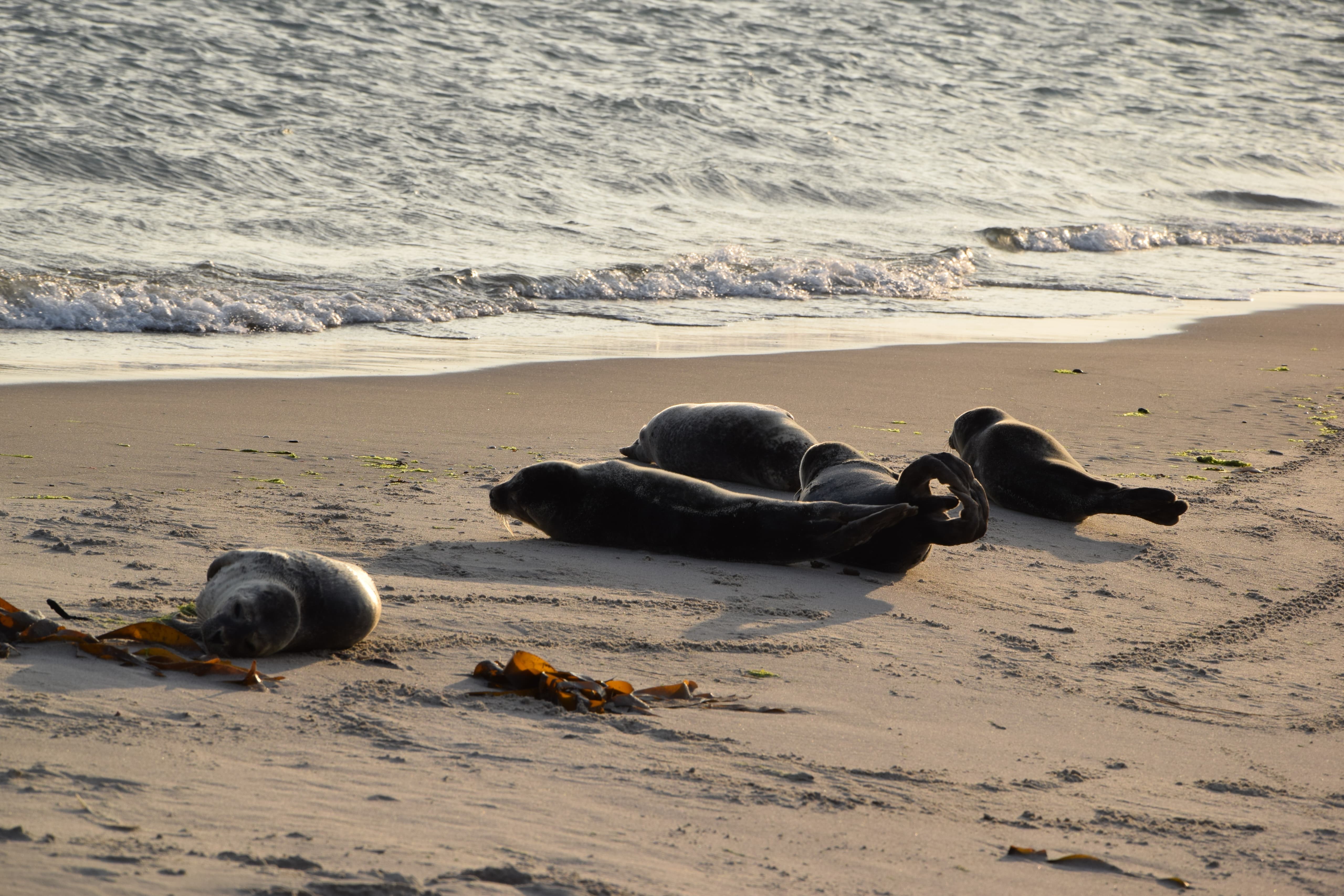 seals Antonia 05092023