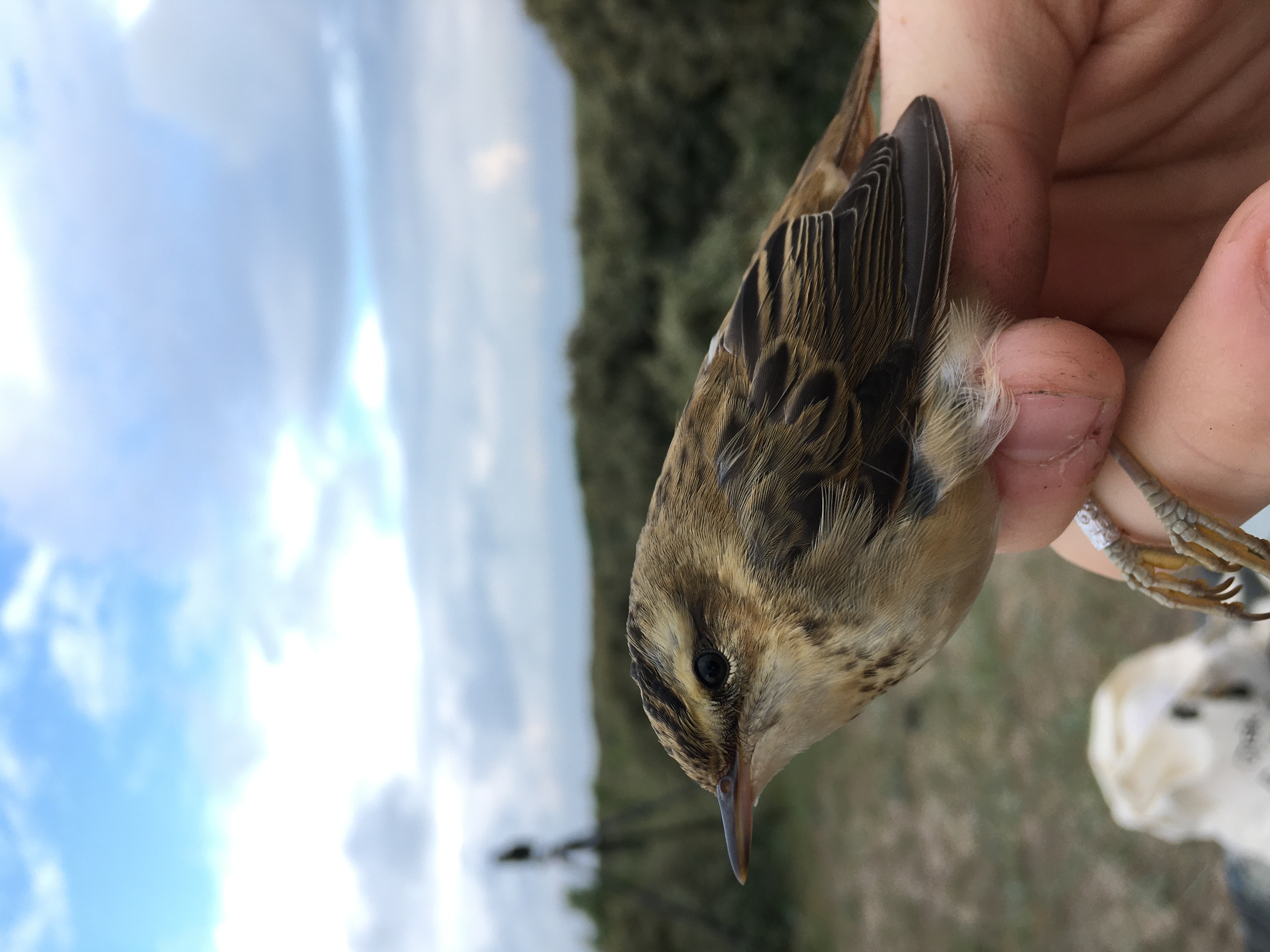 sedge_warbler.JPG