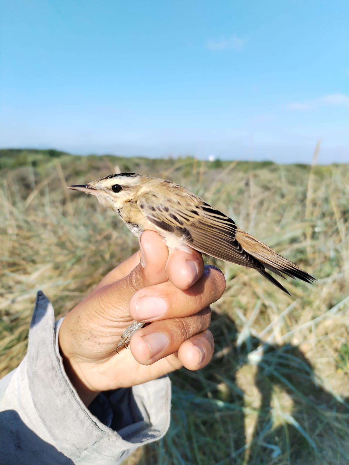 sedge warbler