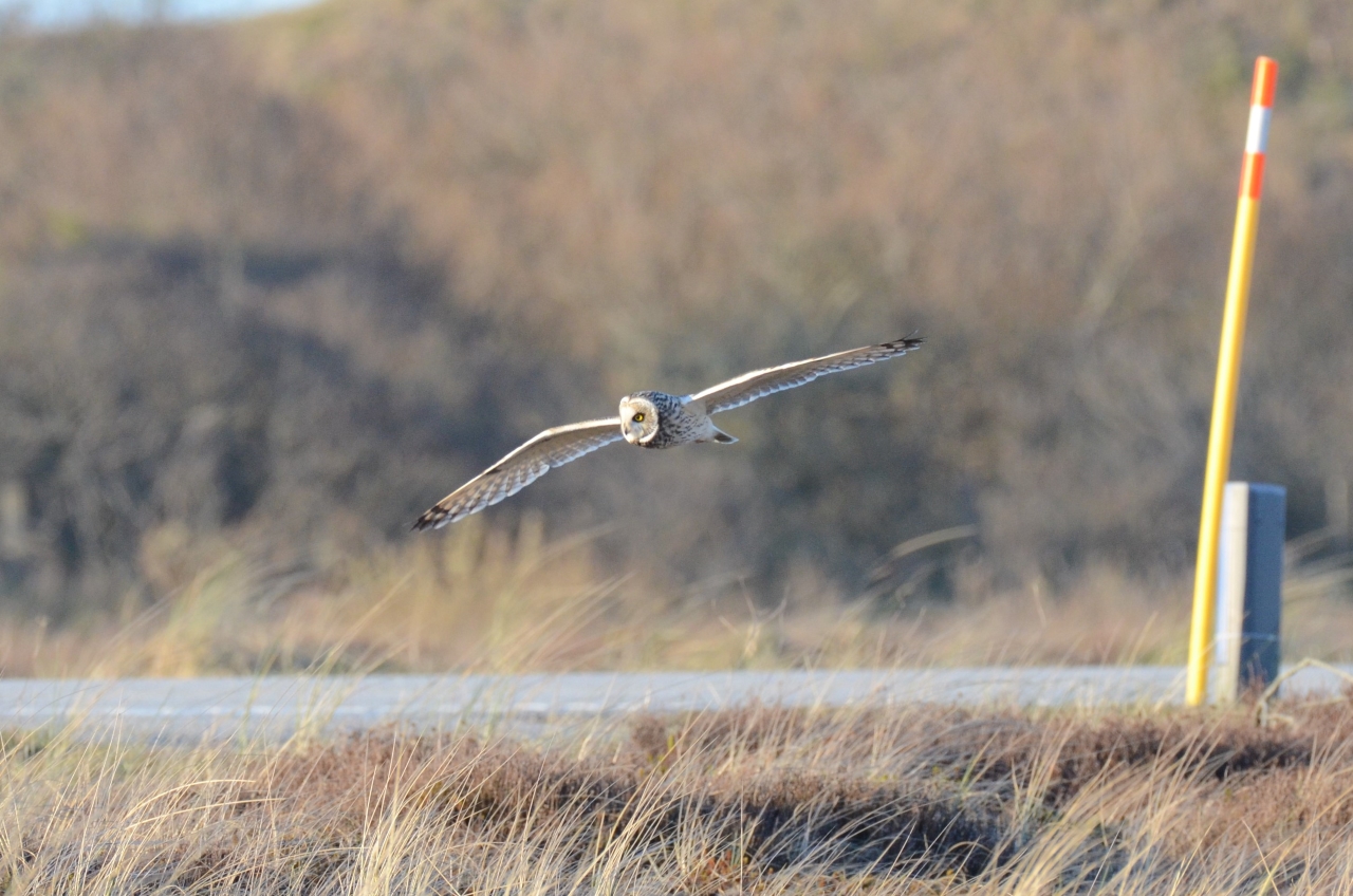 short ear owl II