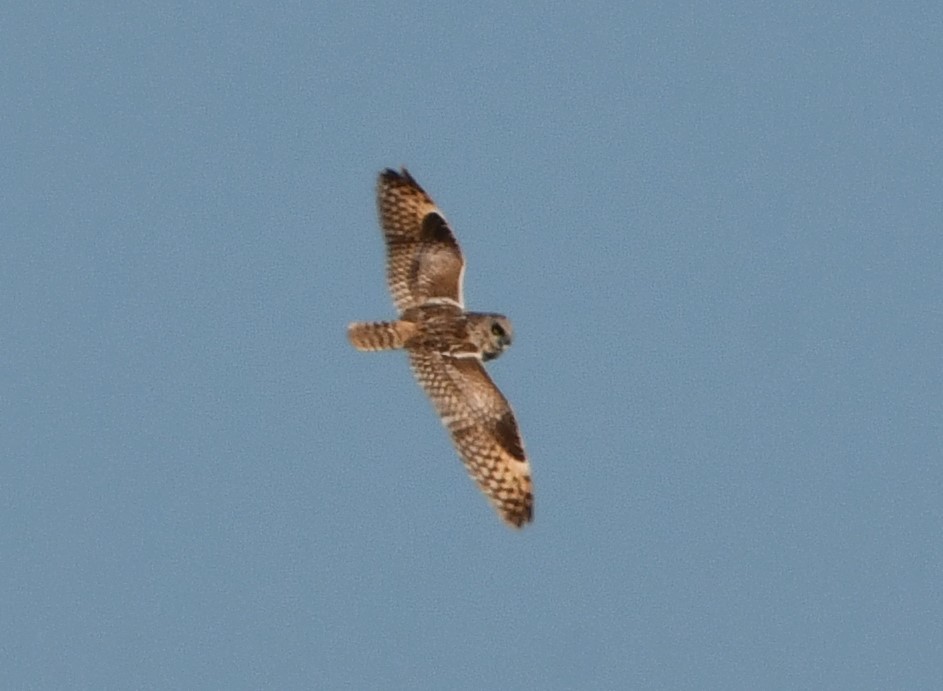 short eared owl crop