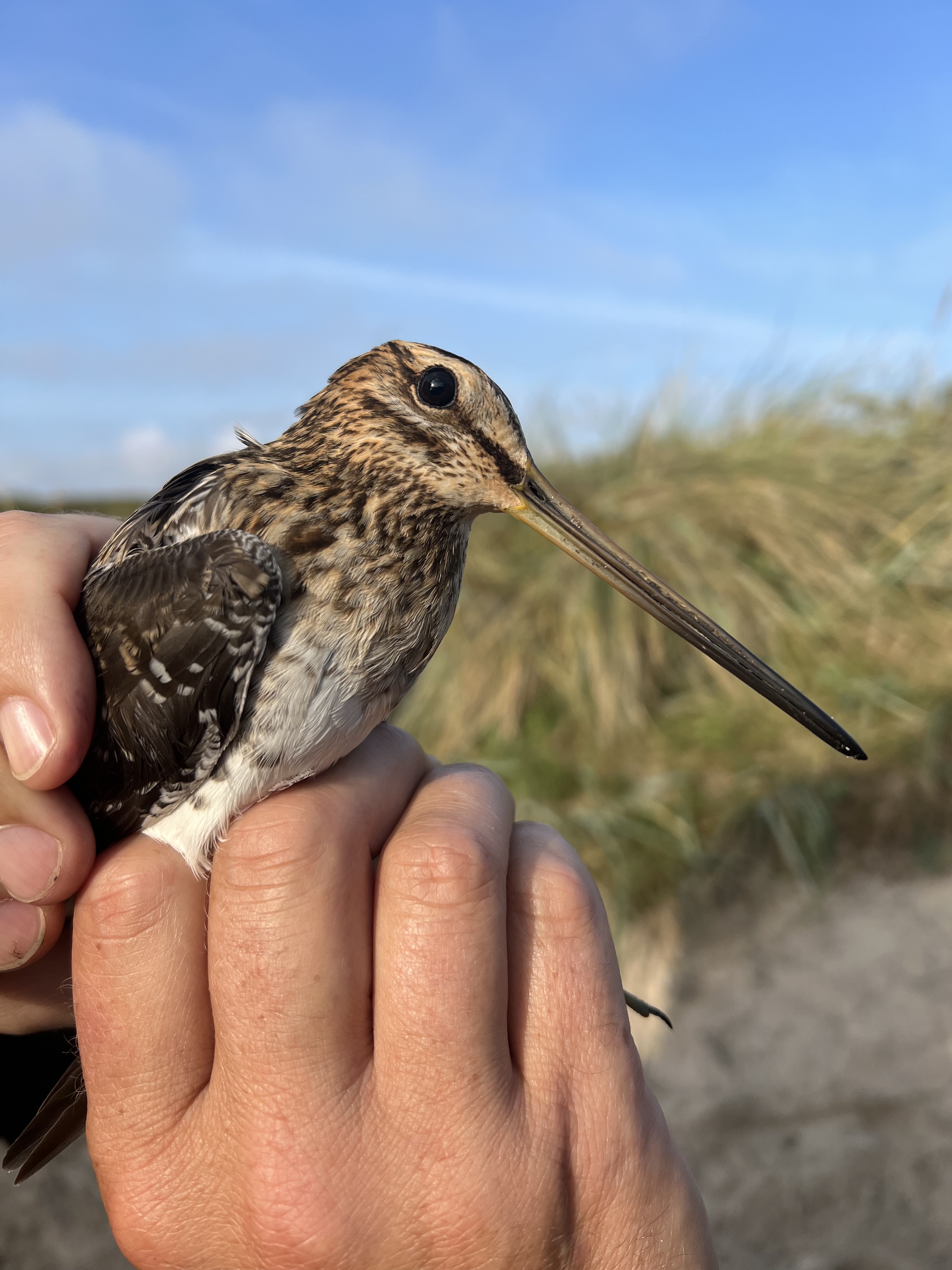 snipe