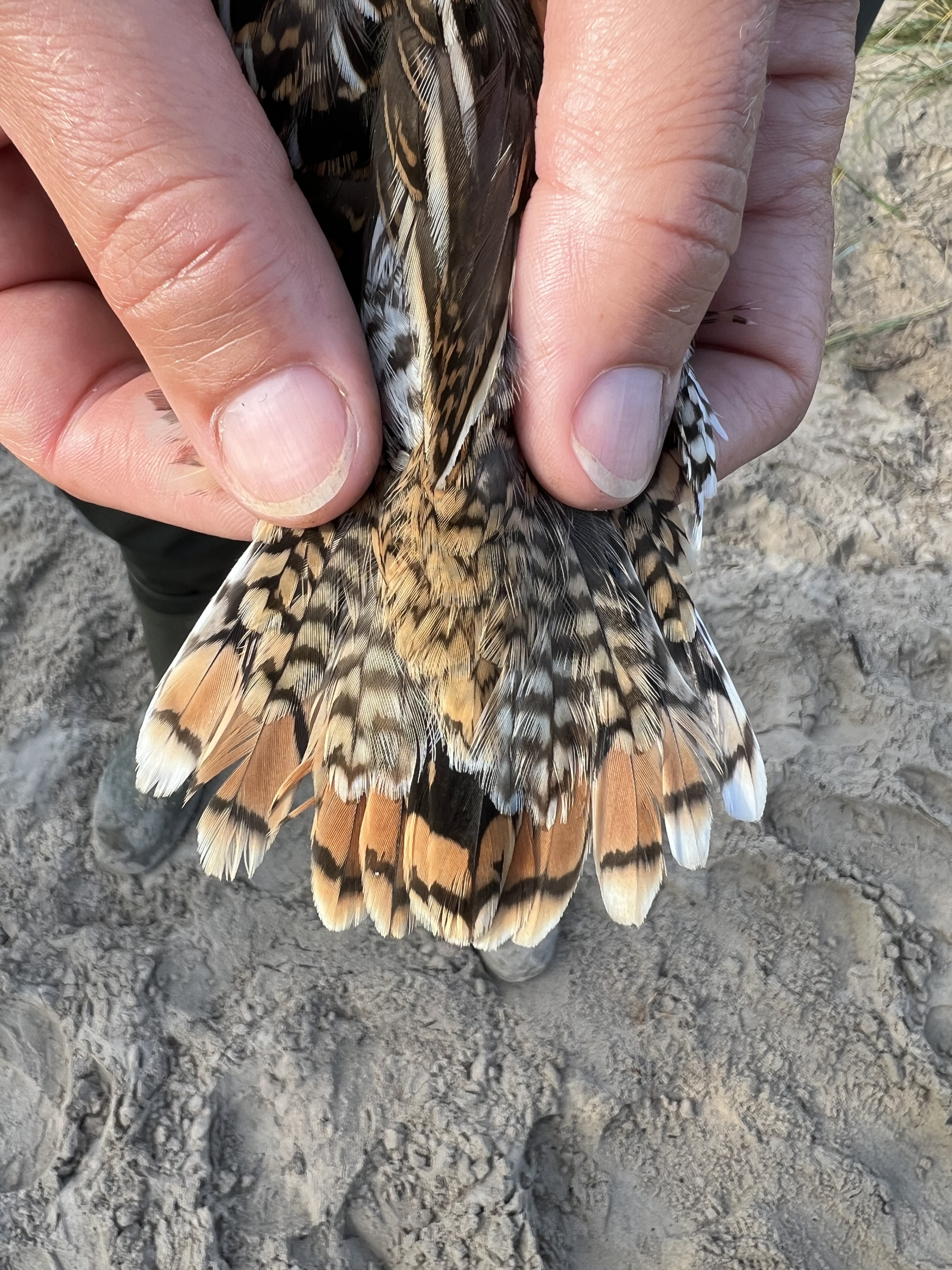 snipe tail