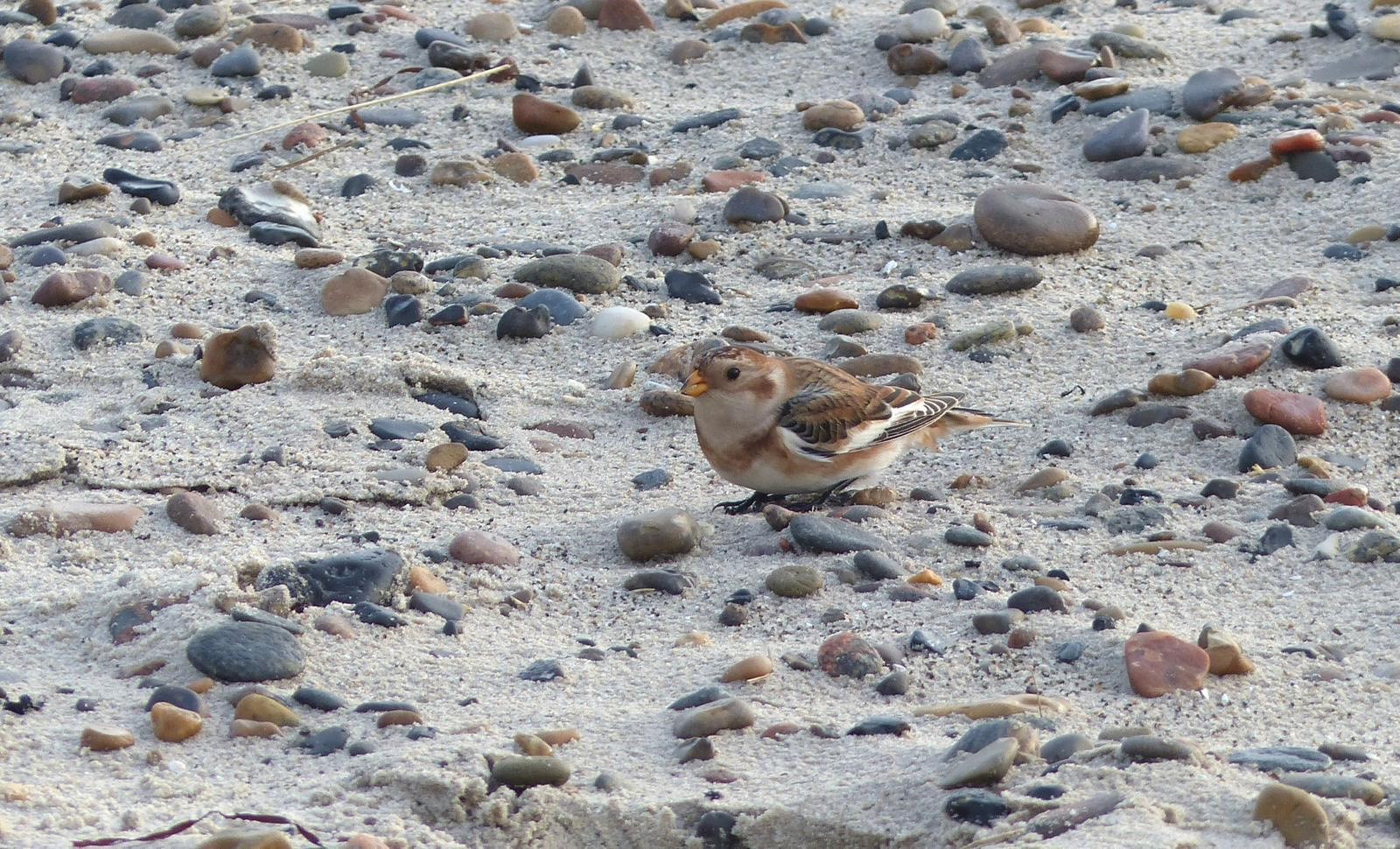 snow bunting