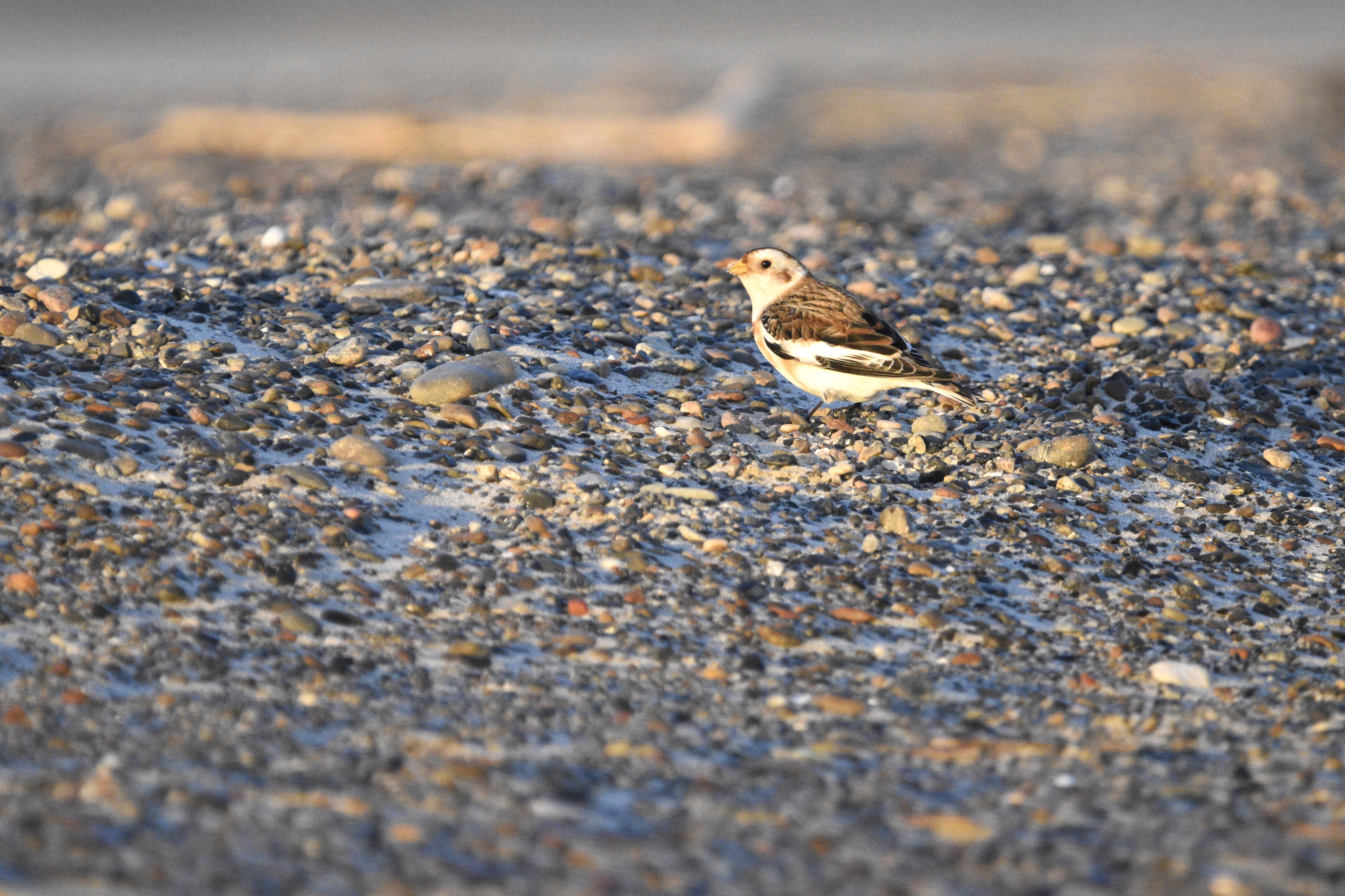 Snow Bunting