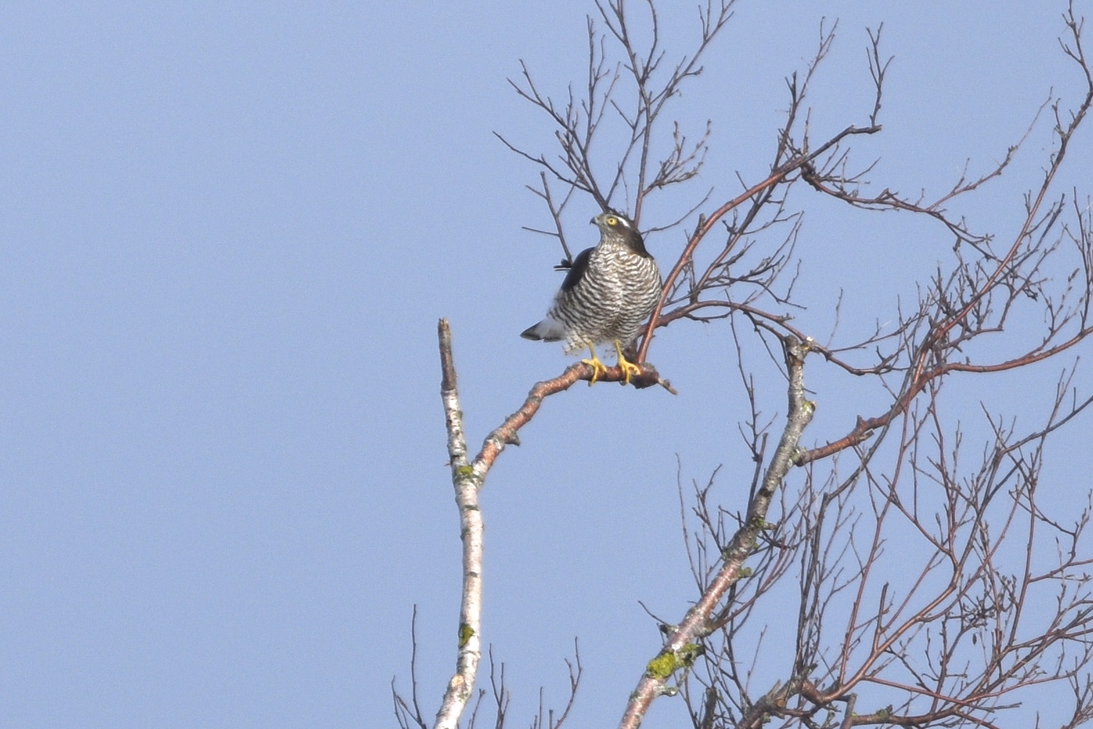 sparrowhawk