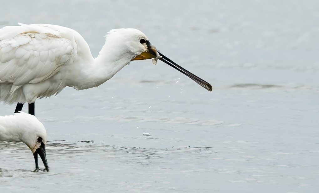 spoonbill