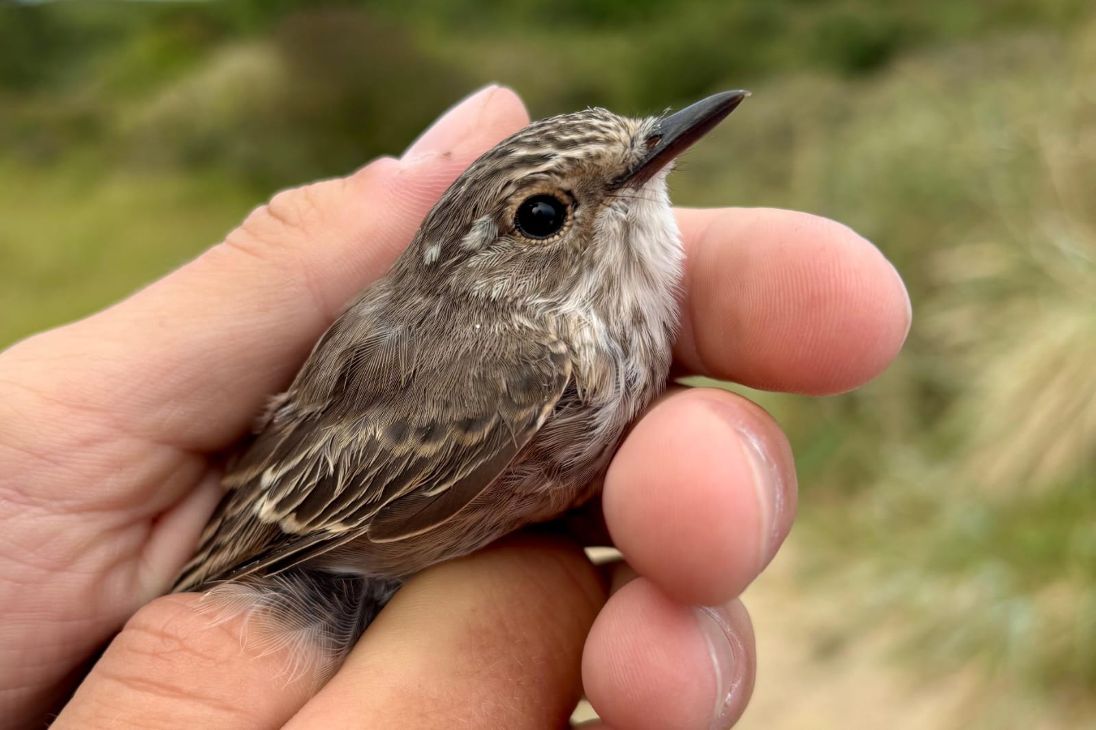spotted_flycatcher_27-08-2025.jpg