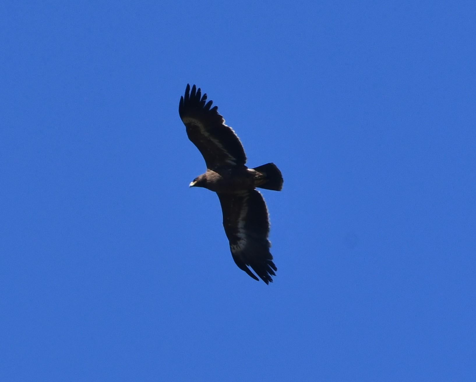 steppe eagle crop
