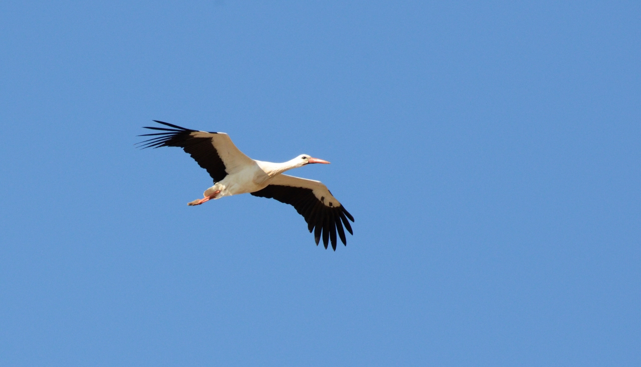 stork