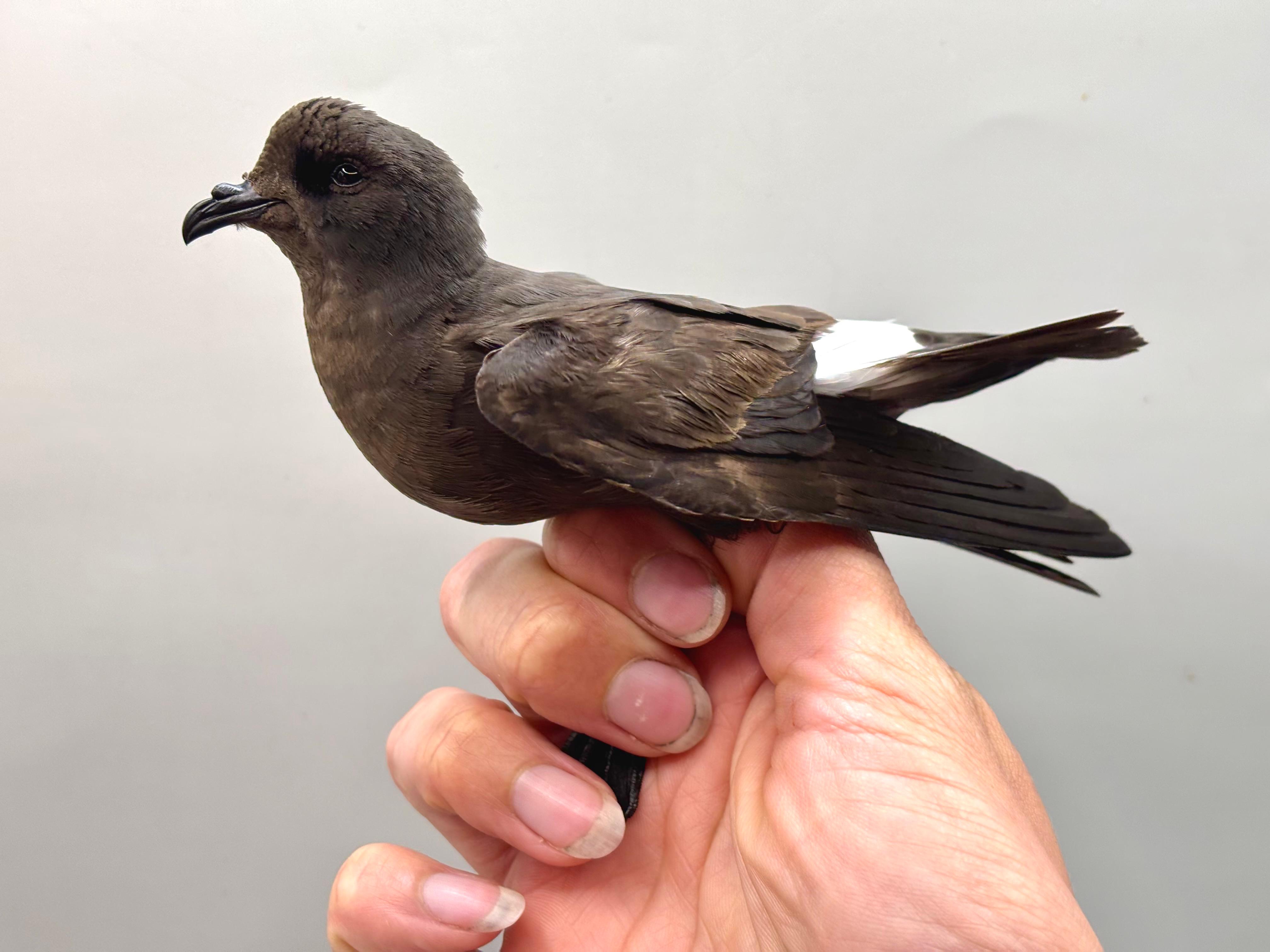 storm_petrel_12-08-2025.jpg