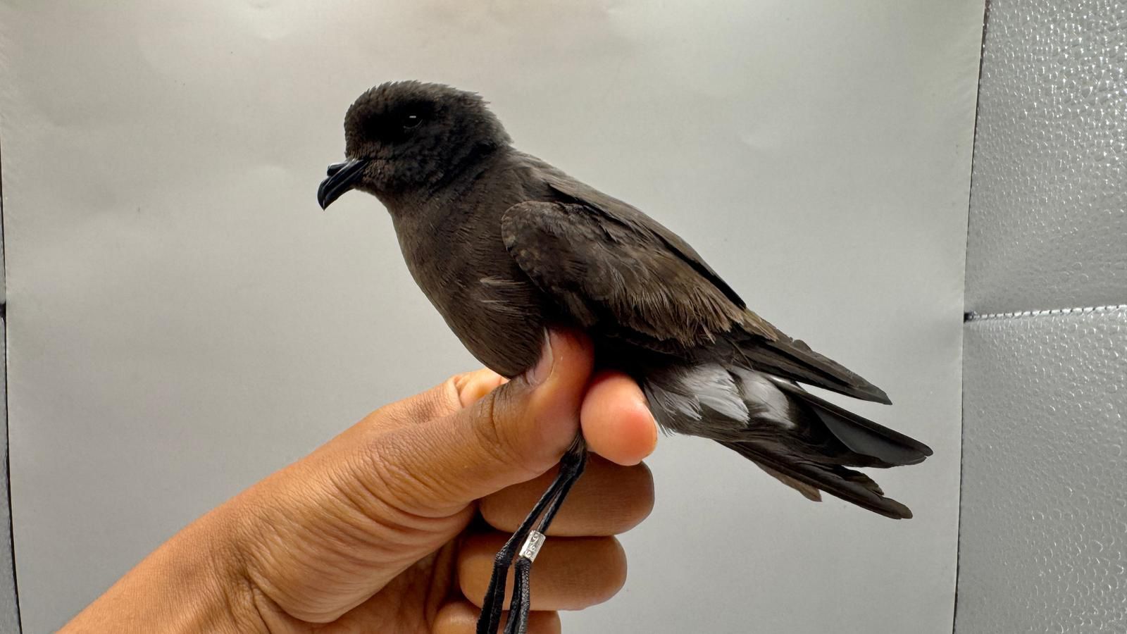 stormpetrel.jpg