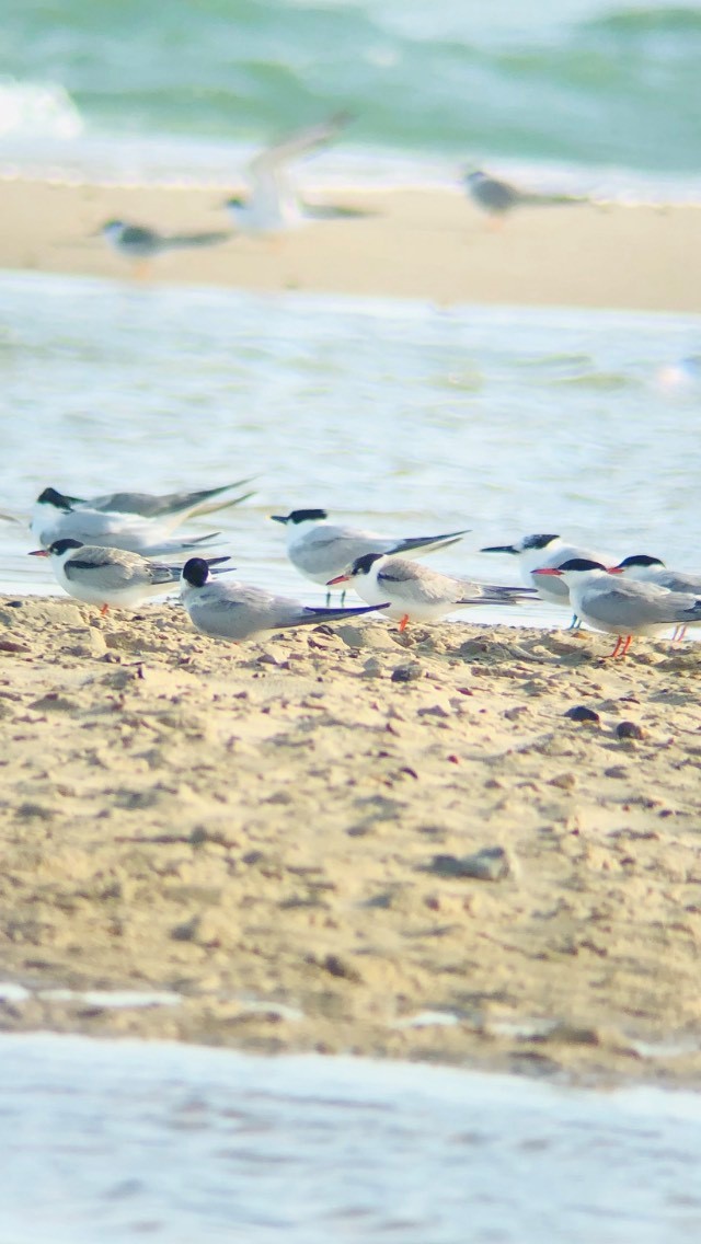 terns