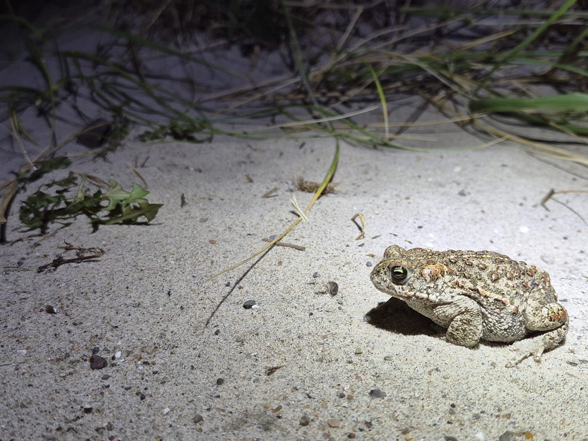 toad-20260907.jpg